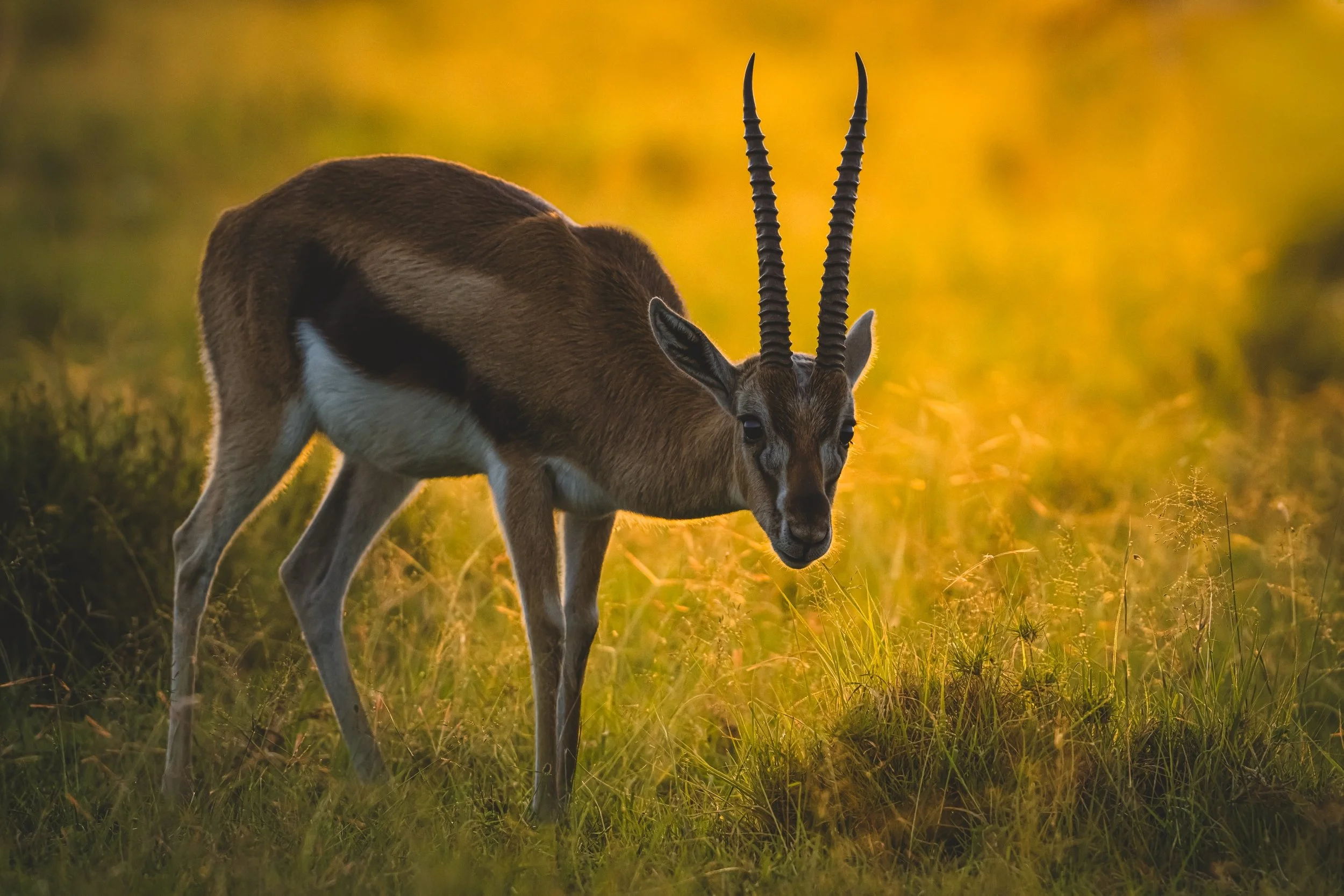 Erlebe unvergessliche Begegnungen mit Wildtieren, verbessere deine Fotografie und entdecke die sch&ouml;nsten Naturparadiese &ndash; in kleinen Gruppen und mit pers&ouml;nlicher Betreuung.

Wenn man a Safari denkt, hat man in der Regel die Big 5 vor 