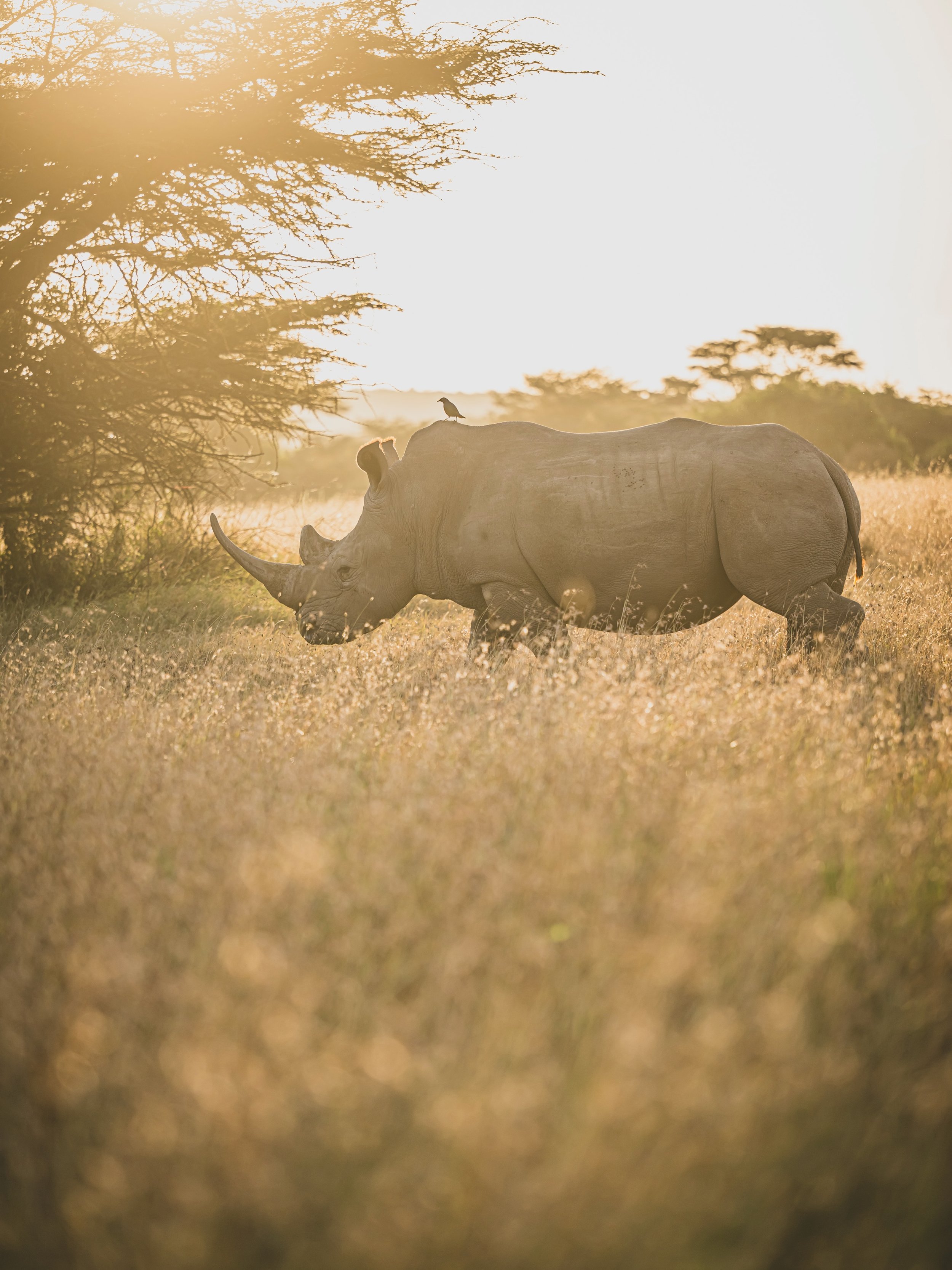 🦏 World Rhino Day 🦏

Few encounters on safari are as powerful as seeing a rhino up close &mdash; especially a mother with her calf.

These moments from my last safari in Kenya remind me why protecting these incredible animals matters. Their future 