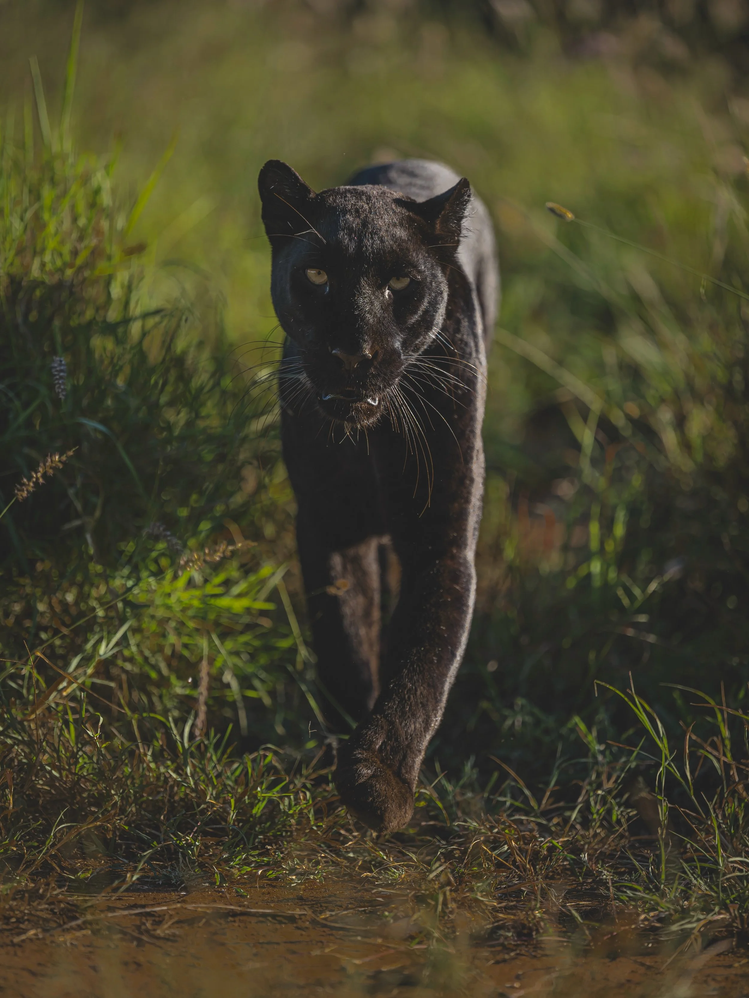 Wenn pl&ouml;tzlich ein schwarzer Leopard direkt auf dich zukommt &hellip; 🖤🐆

Giza &ndash; die &bdquo;Beautiful Darkness&ldquo; von Laikipia. Eine Begegnung, die man nicht so schnell vergisst. Wenn sie durch das Buschland auf dich zul&auml;uft und
