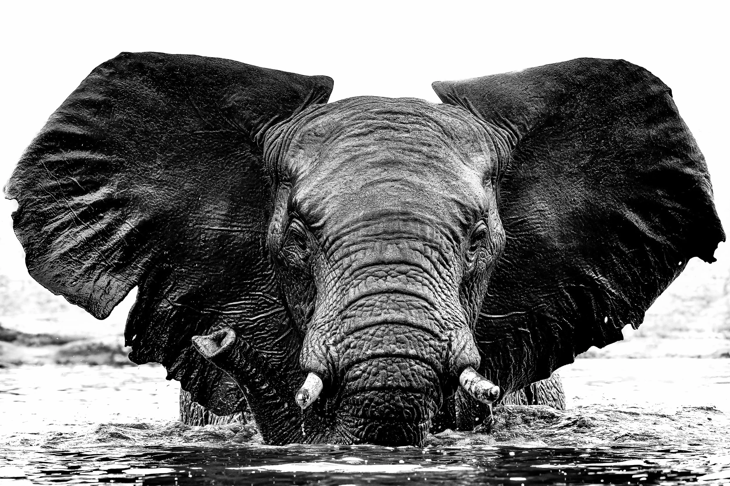 🐘 Laikipia&rsquo;s Elefanten, Giza und die Nash&ouml;rner von Solio &ndash; Kenia voller unvergesslicher Wildlife-Momente! 🇰🇪📸

Stell dir vor, du beobachtest Elefanten in den weiten Landschaften von Laikipia, begegnest Giza, der faszinierenden sc