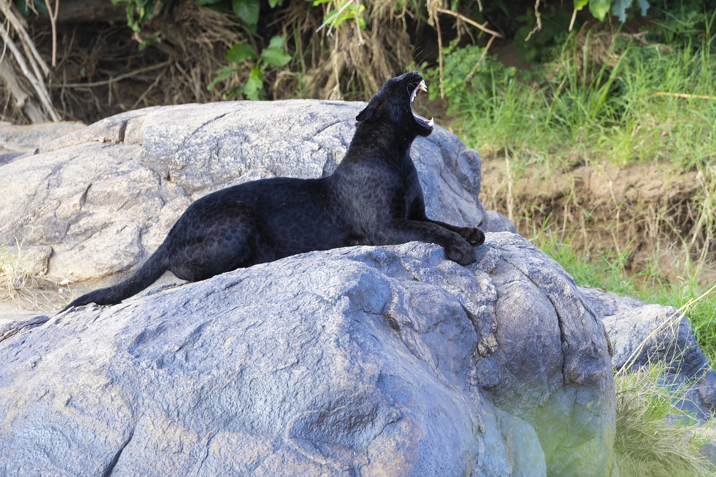 Giza in Laikipia, Schwarzer Leopard, Kenia.