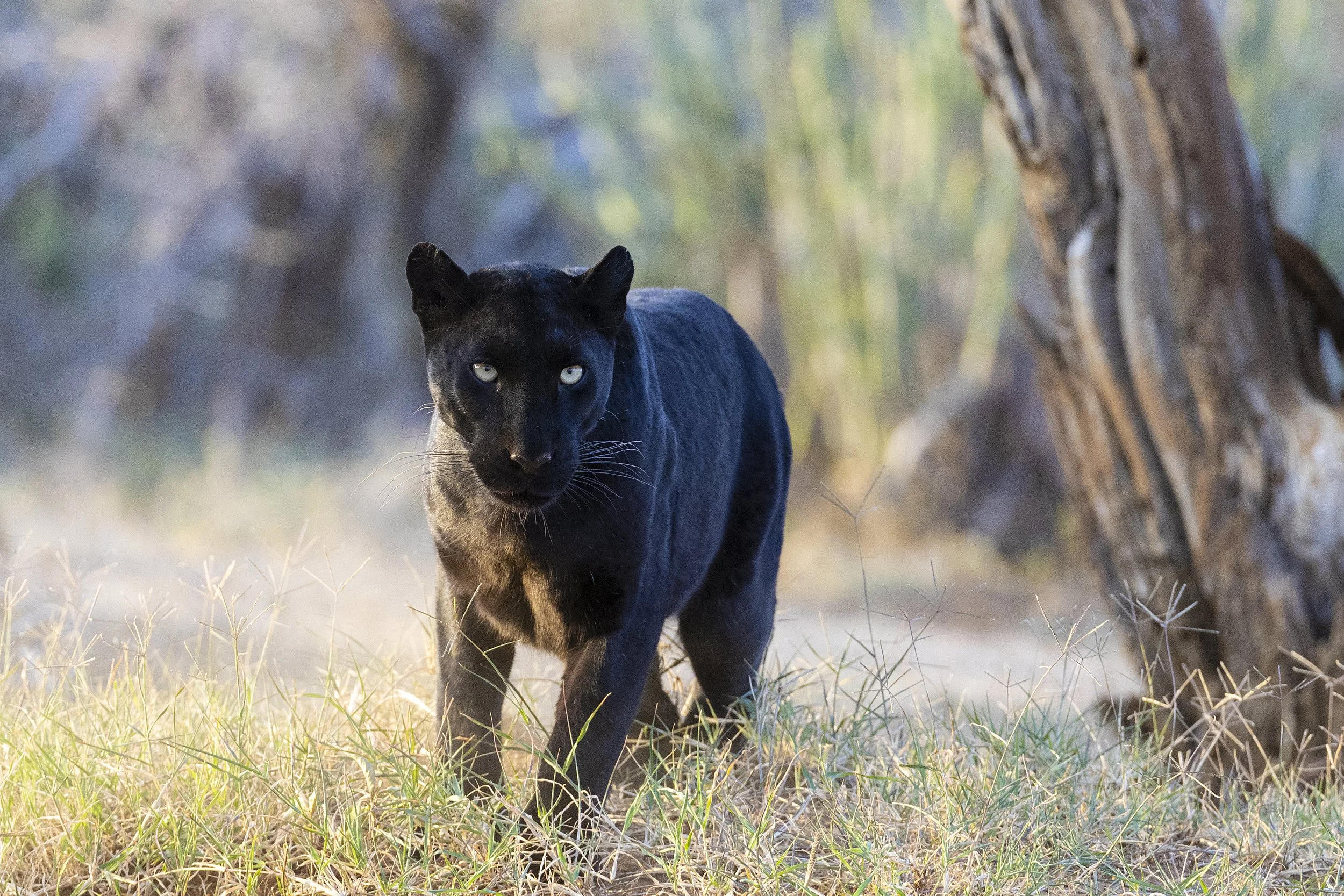 Giza in Laikipia, Schwarzer Leopard, Kenia.