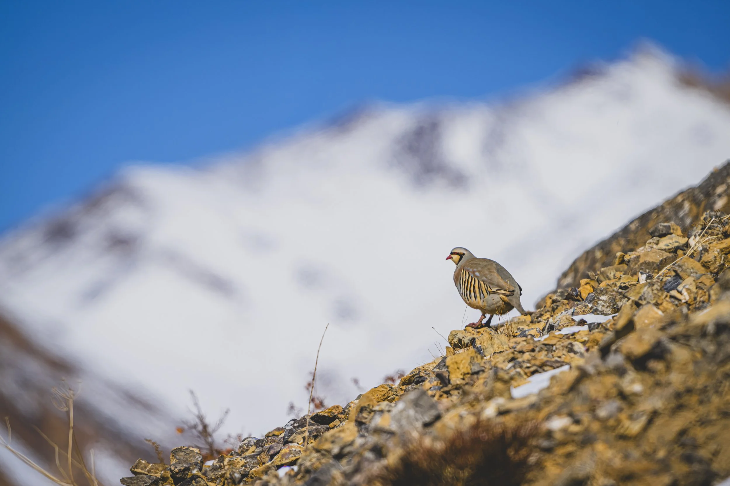 Ein Chukarhuhn steht auf einer steinigen Gebirgslandschaft mit Schnee im Hintergrund und einem blauen Himmel.