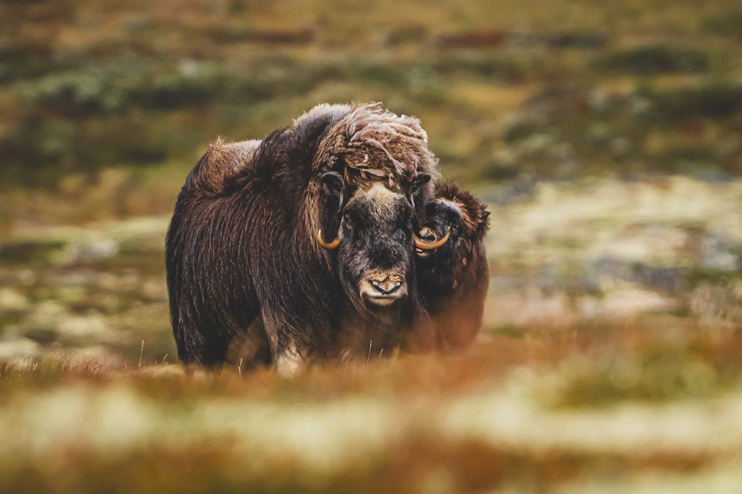 Moschussochsen Mutter und Kalb 