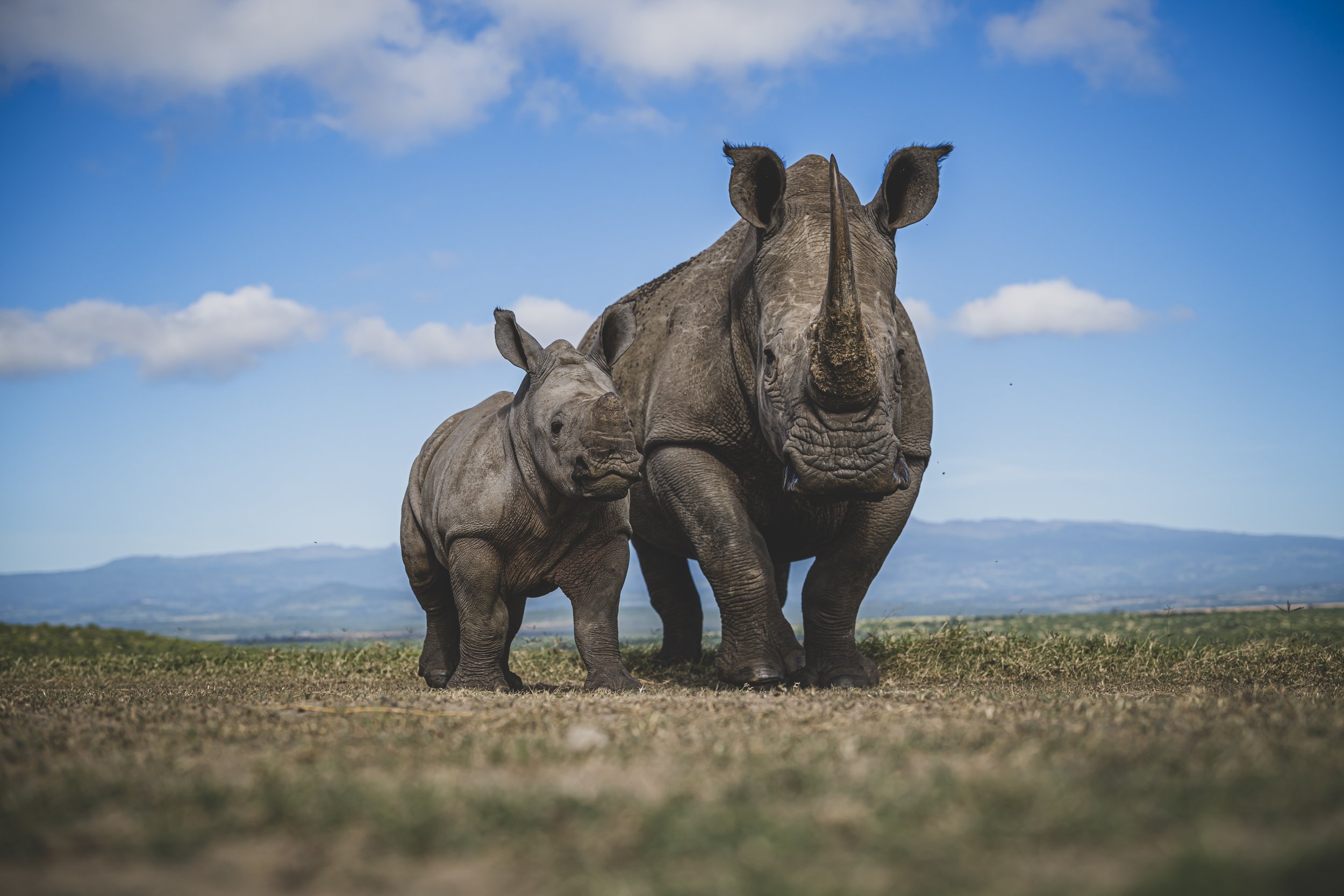 Zwei Nashörner, ein Erwachsener und ein Jungtier im Solio Game Reserve 