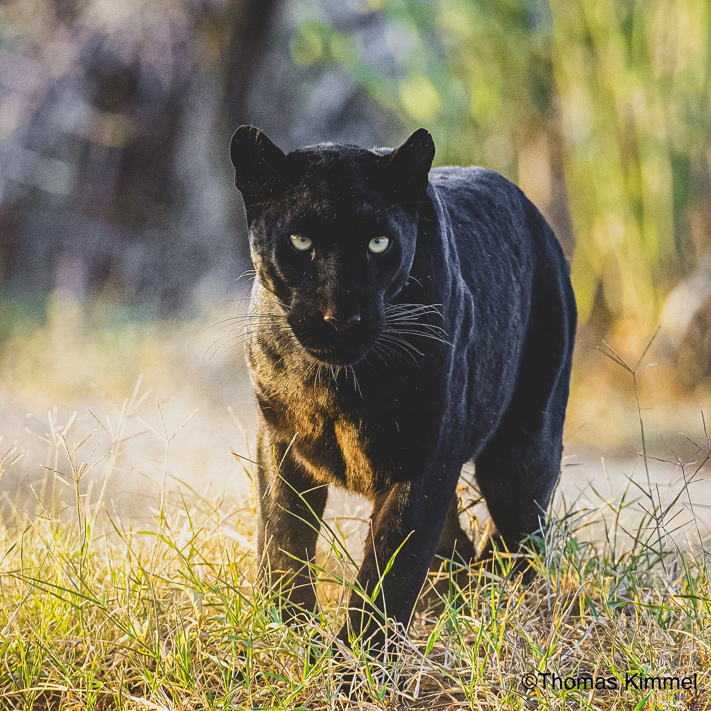 Ein schwarzer Panther schreitet durch hohes, trockenes Gras im Sonnenlicht, umgeben von Bäumen im Hintergrund.