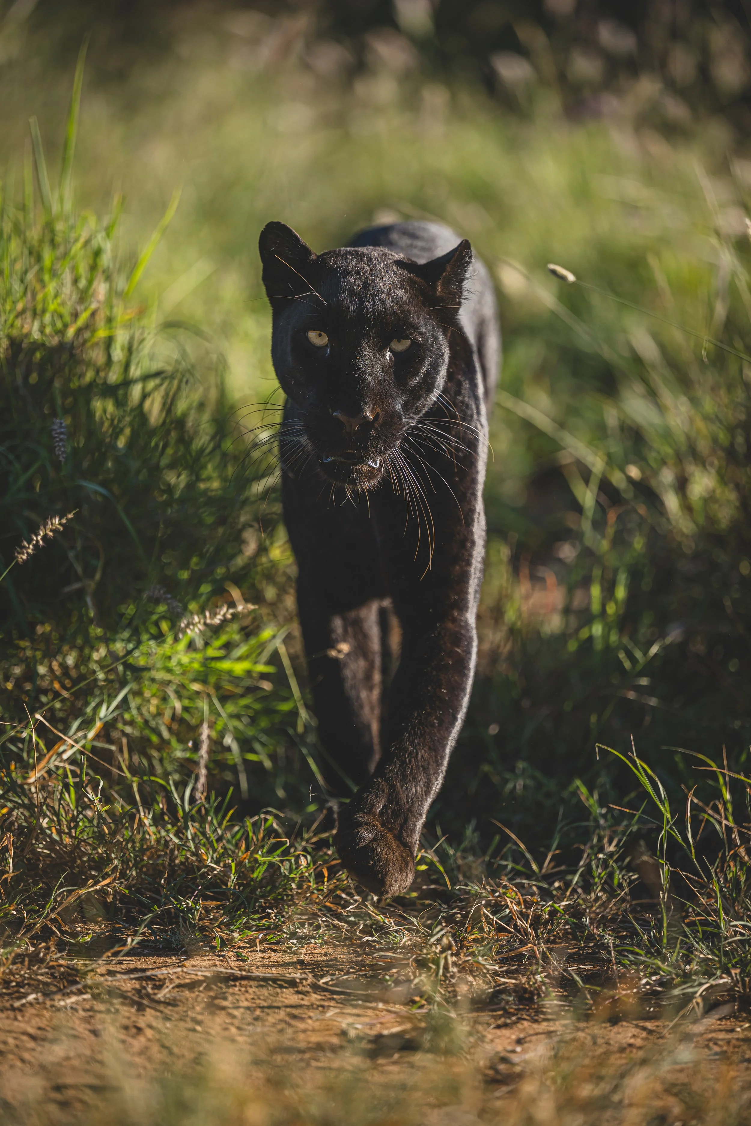 Schwarzer Leopard Giza läuft durch hohes Gras