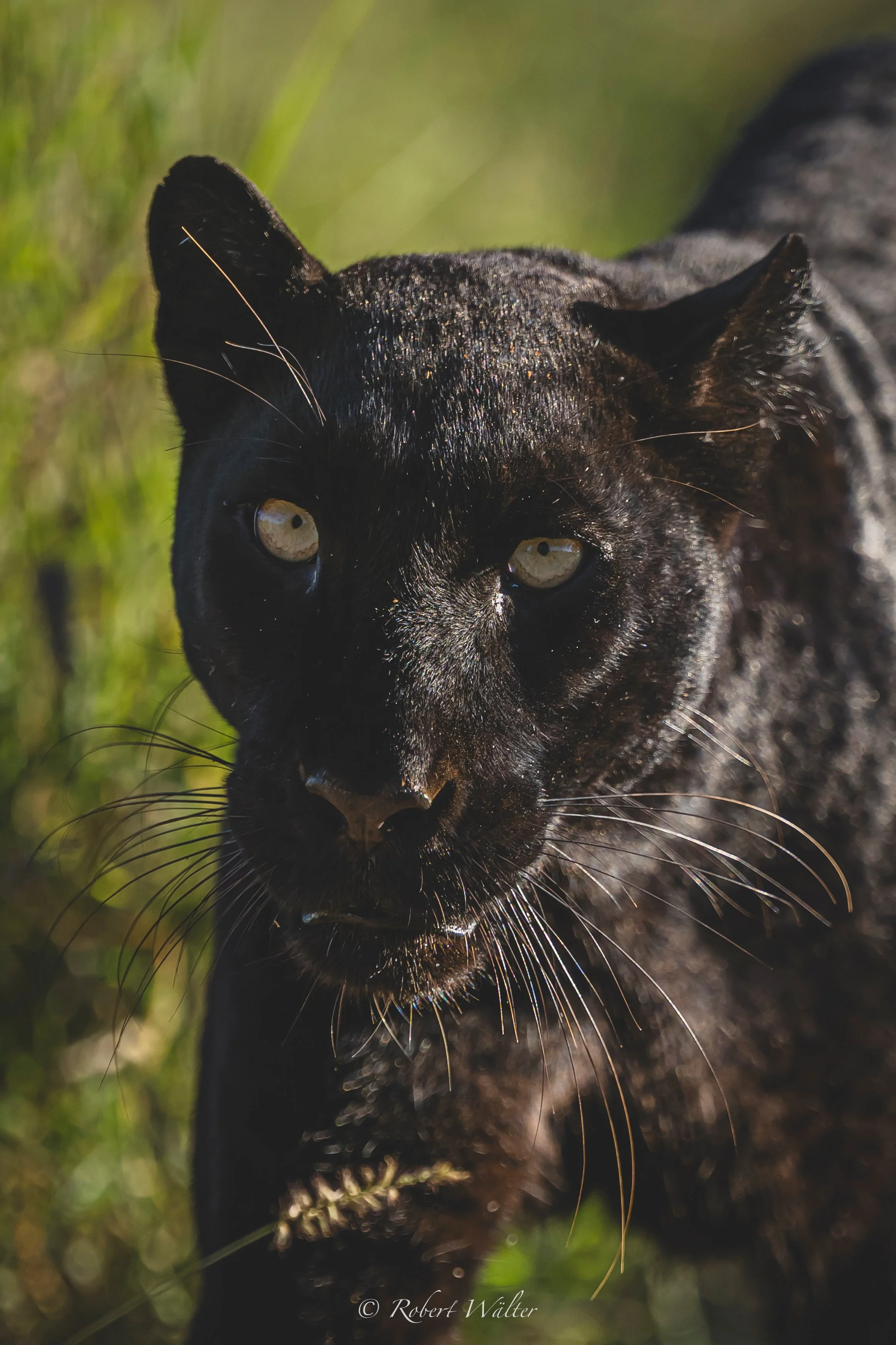 Giza in Laikipia, Schwarzer Leopard, Kenia.