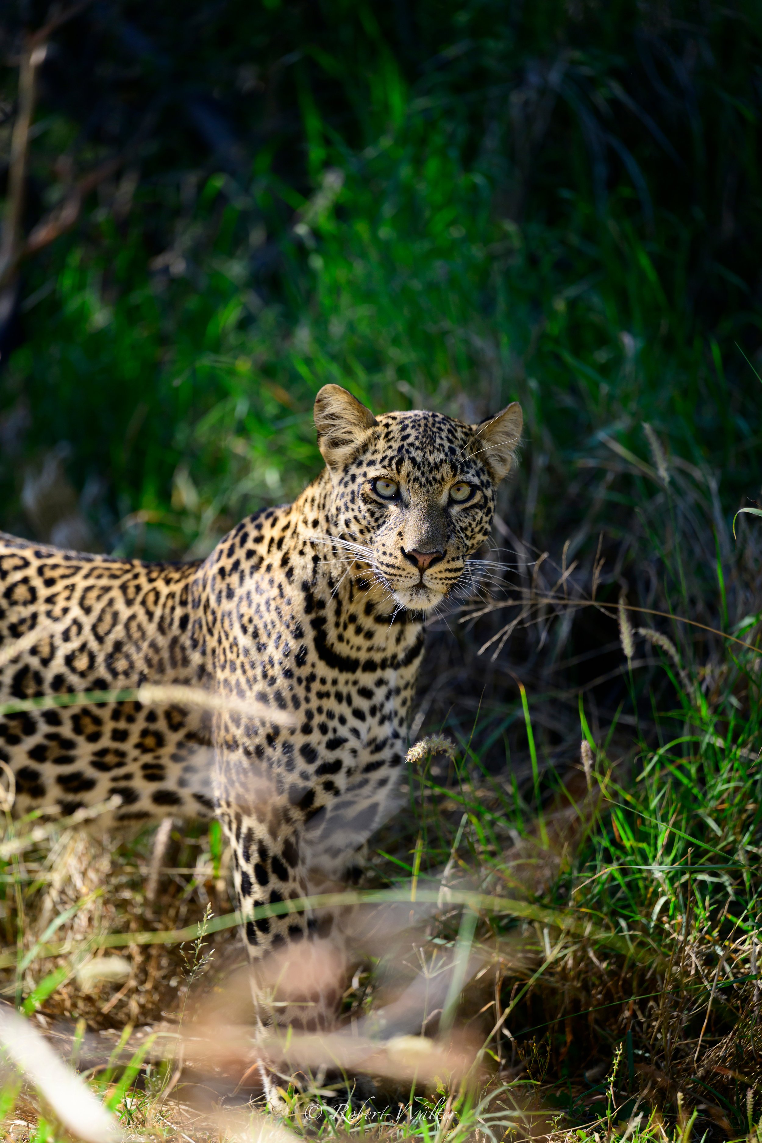 Jungtier von Giza in Laikipia, Leopard, Kenia.