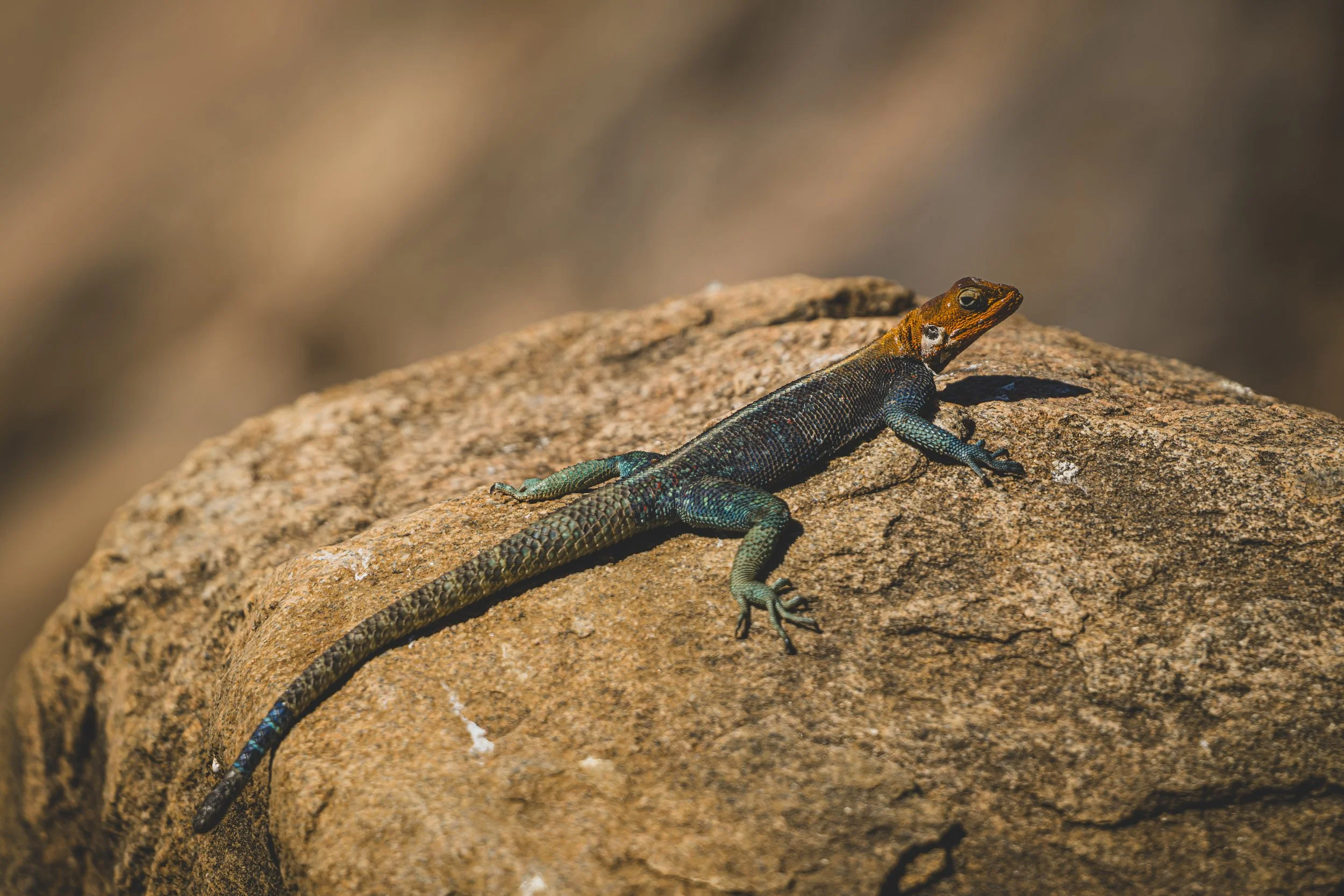 robert.waelter_kenya_wildphoto.guide-71.jpg