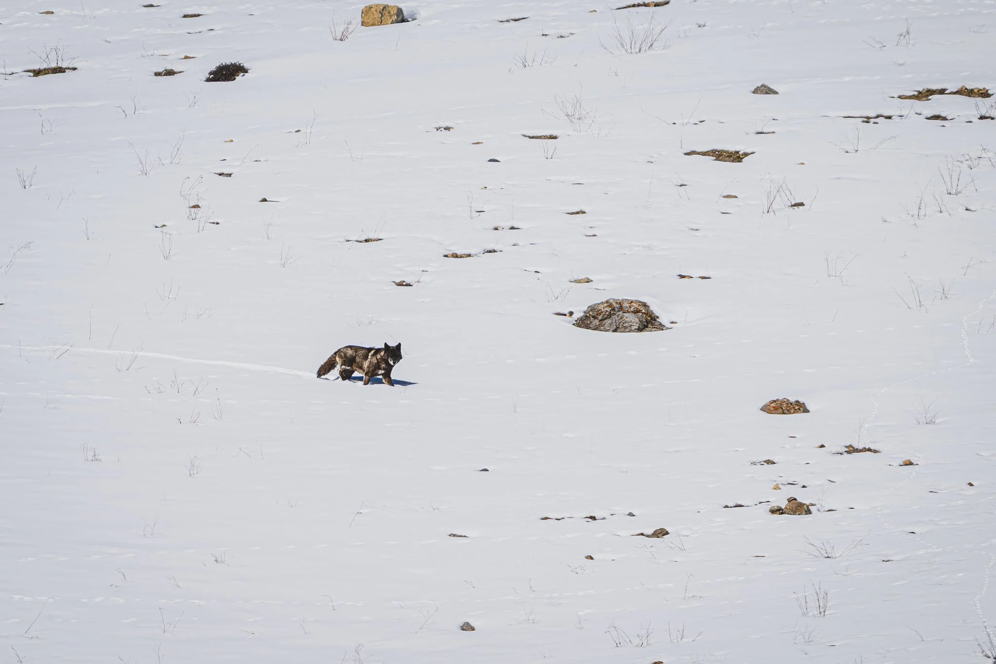Ein Schneelandschaft mit einem Tibetwolf und einigen Steinen und kleinen Pflanzen.