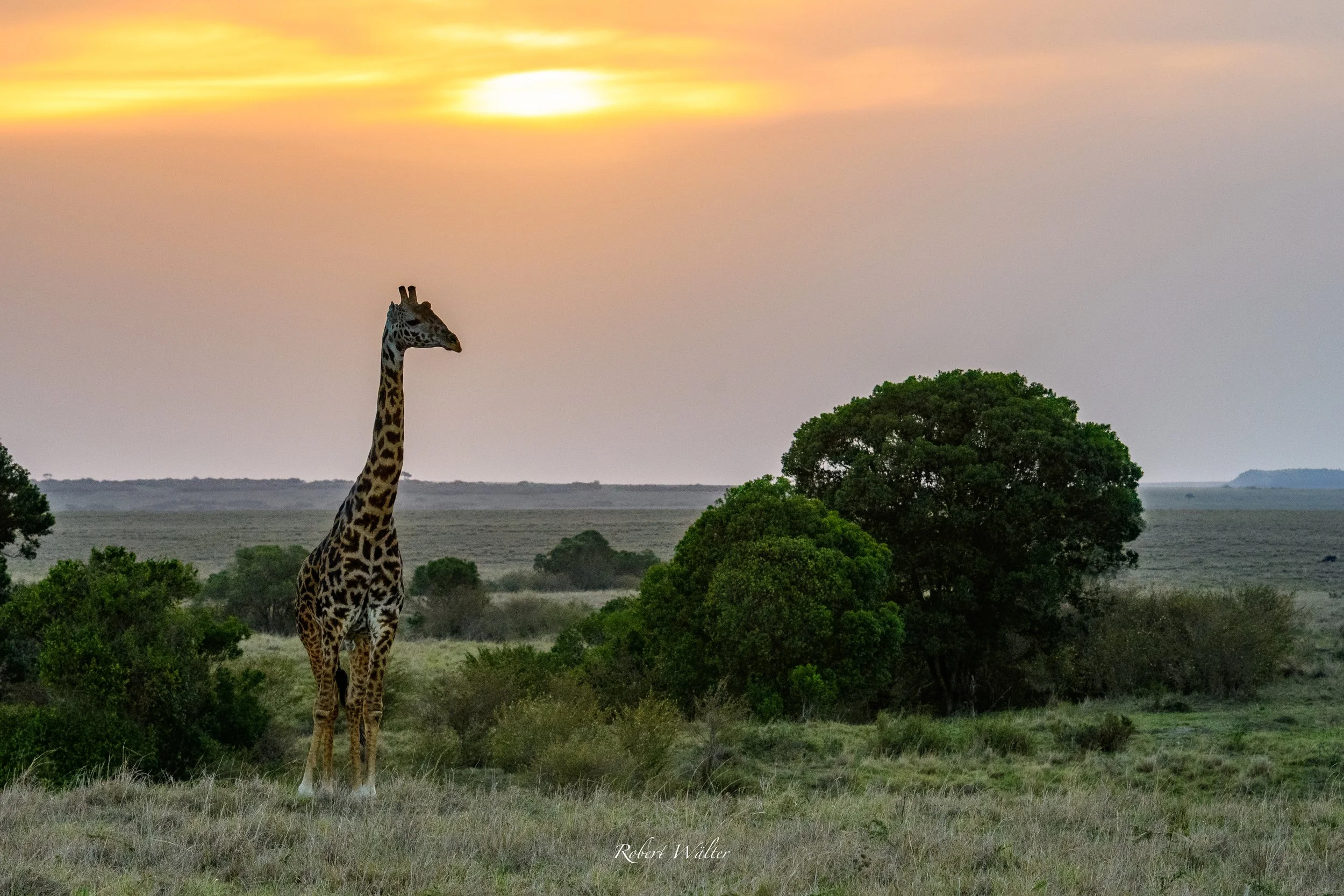 Kenia-25.jpg