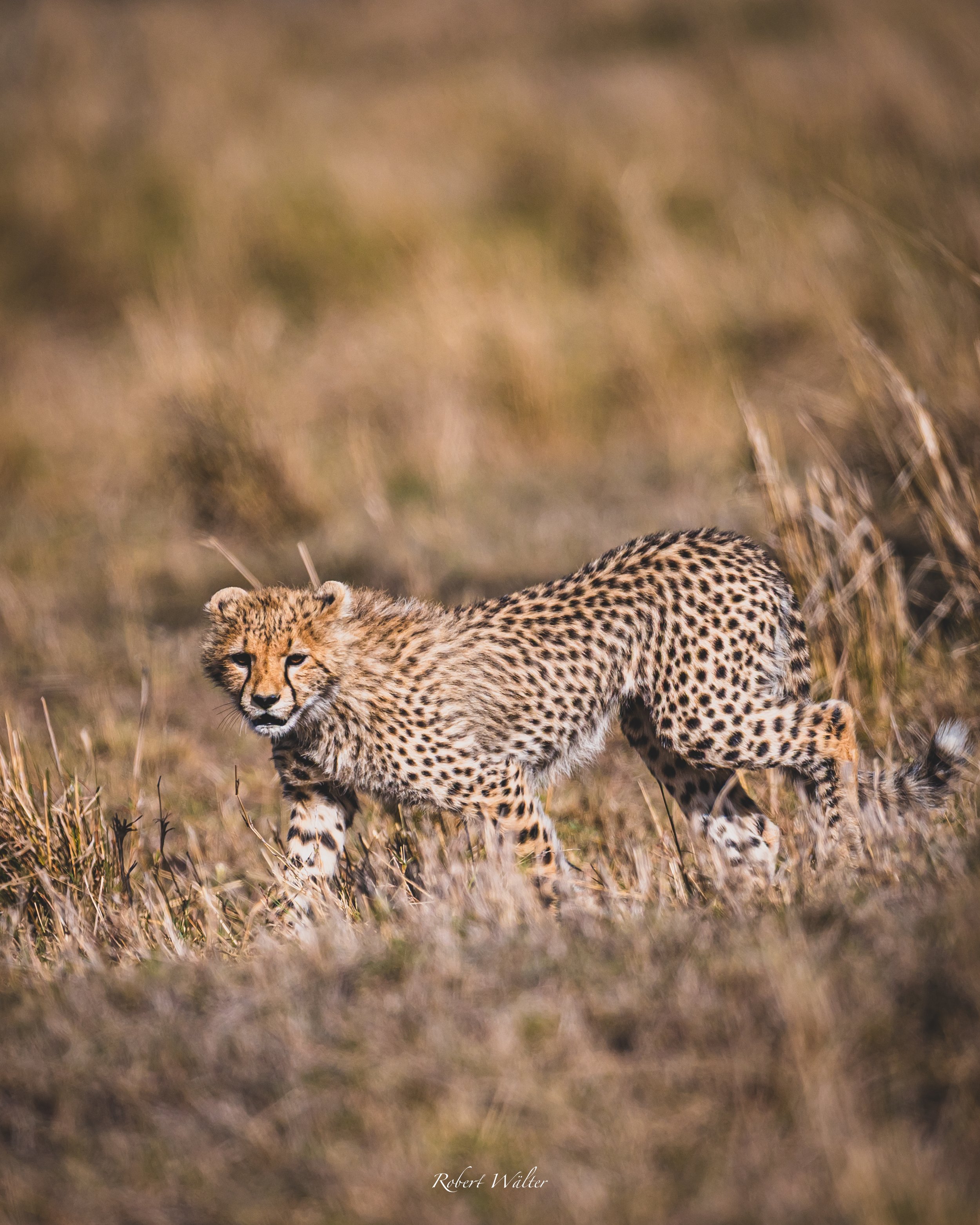 Löwenjunges läuft auf einer Savanne. Das Tier hat ein geflecktes Fell und schaut direkt in die Kamera.