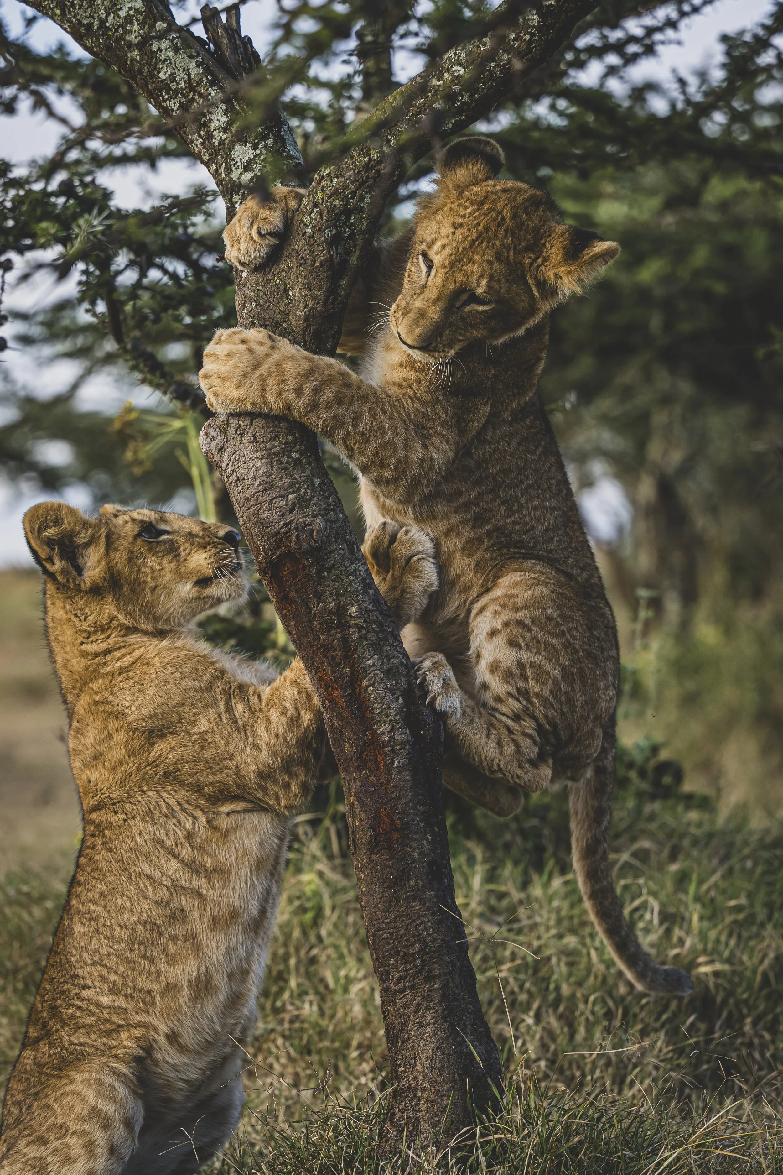 robert.waelter_kenya_wildphoto.guide-384.jpg