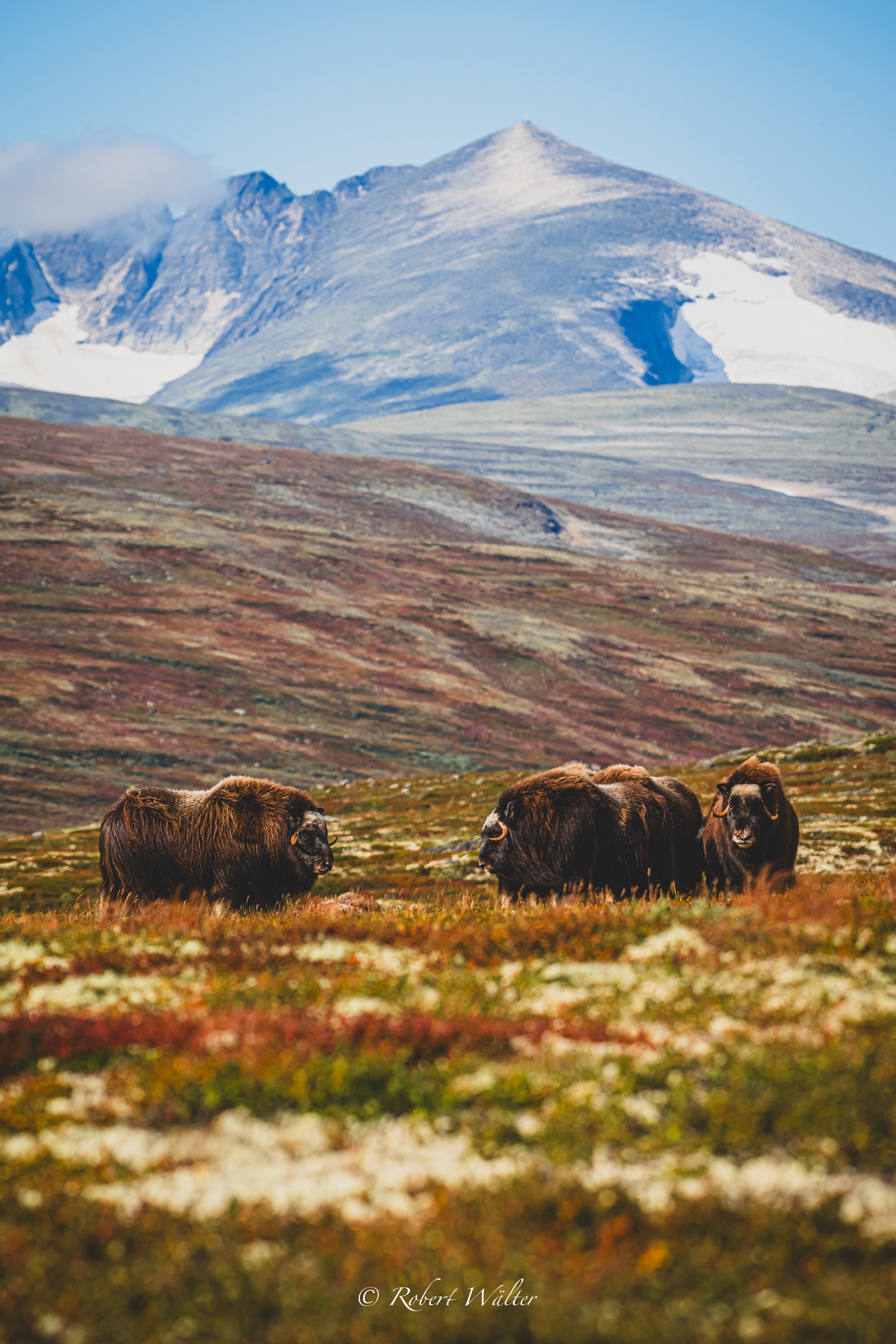 Berglandschaft mit Moschussochsen-Herden im Vordergrund und schneebedecktem Vulkan im Hintergrund.