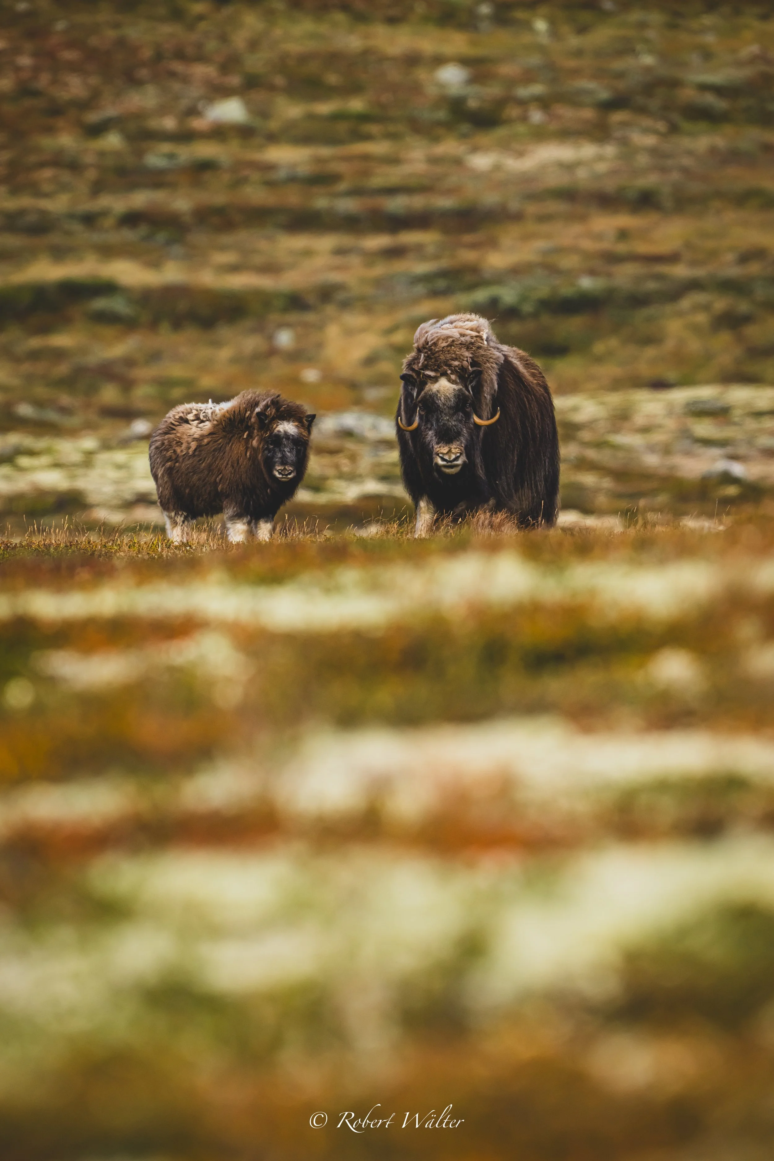 Zwei Moschussochsen in einer weiten Landschaft mit passender Bergvegetation.