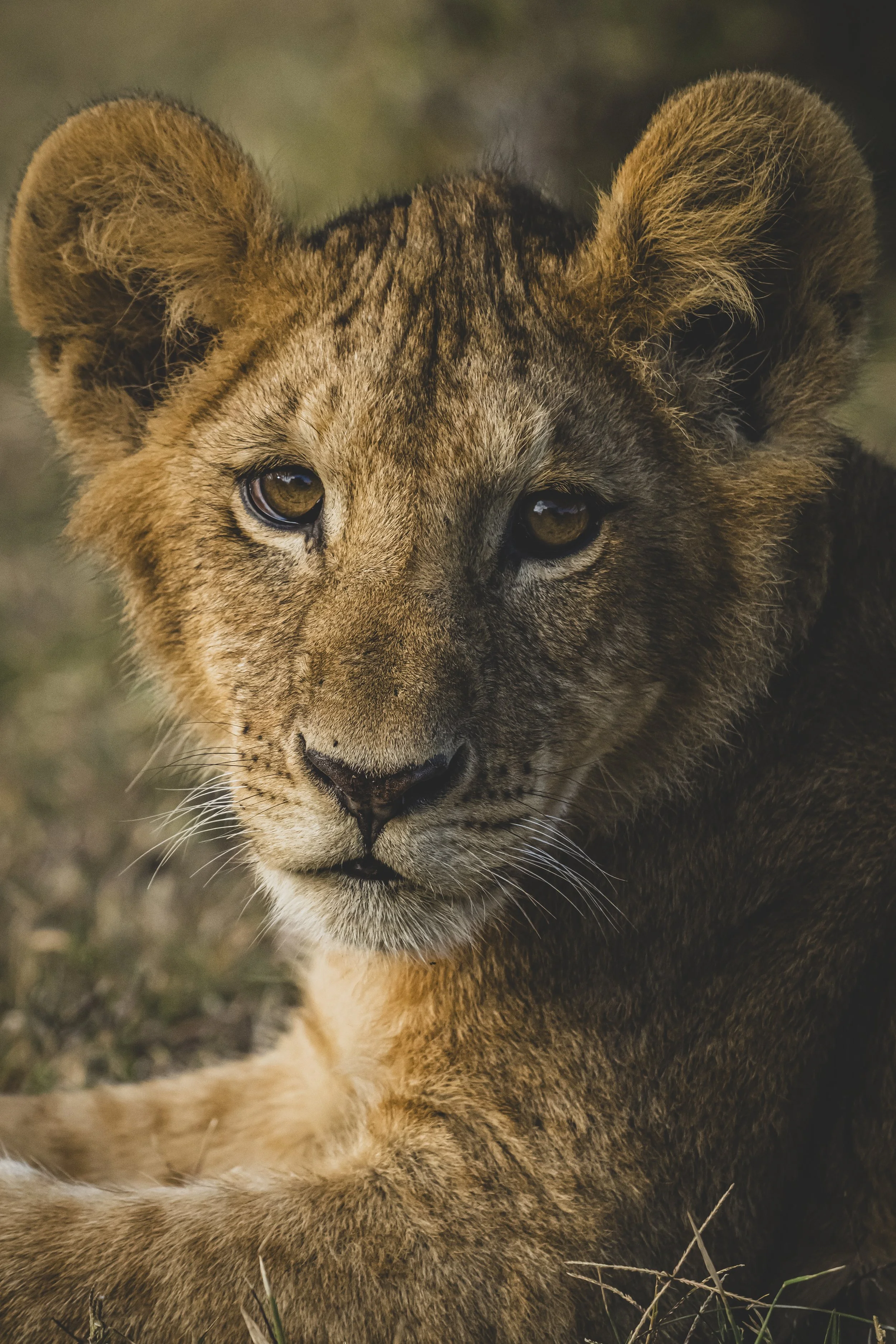 robert.waelter_kenya_wildphoto.guide-387.jpg