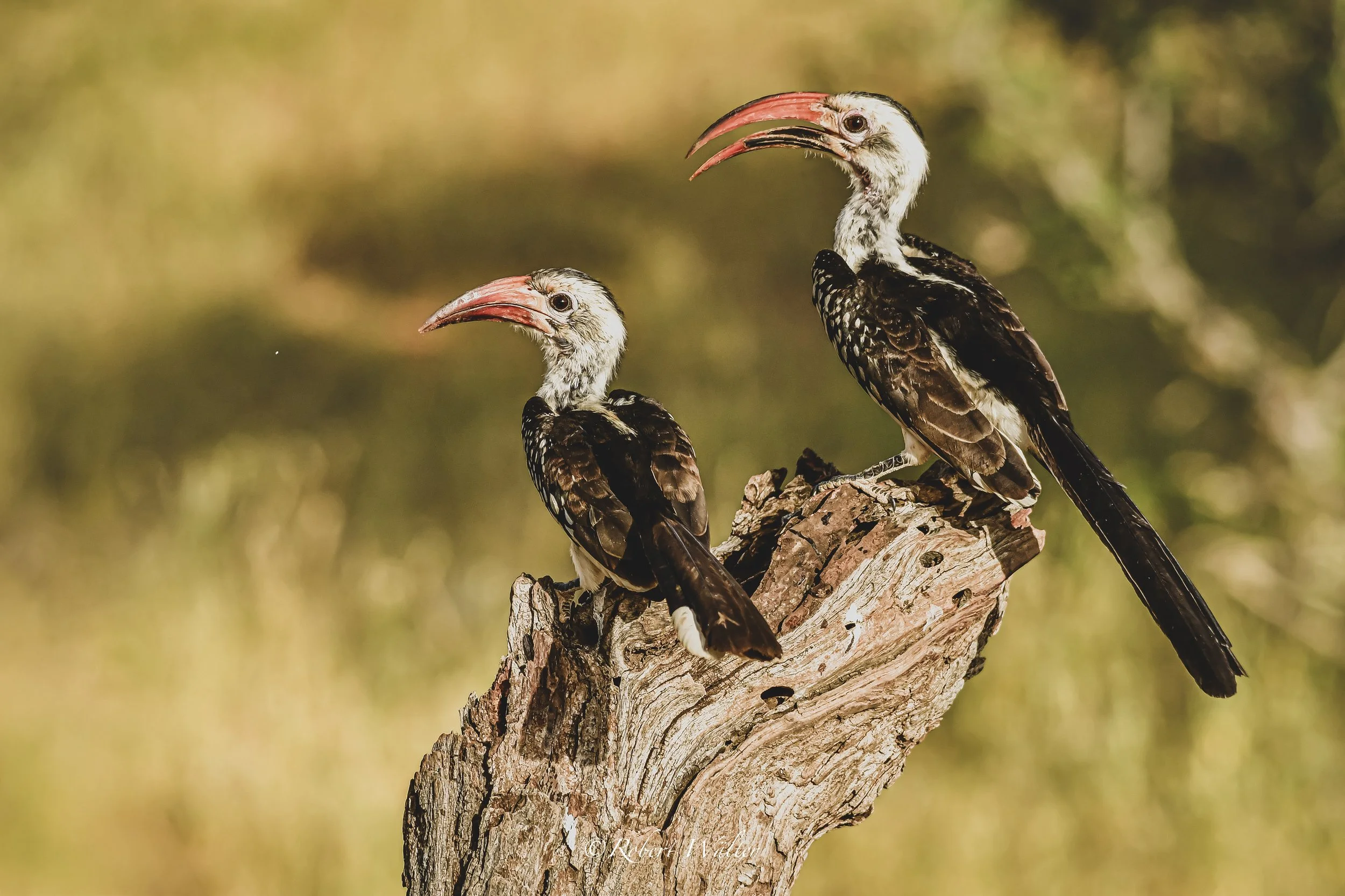 Zwei Nashornvögel in Kenia 