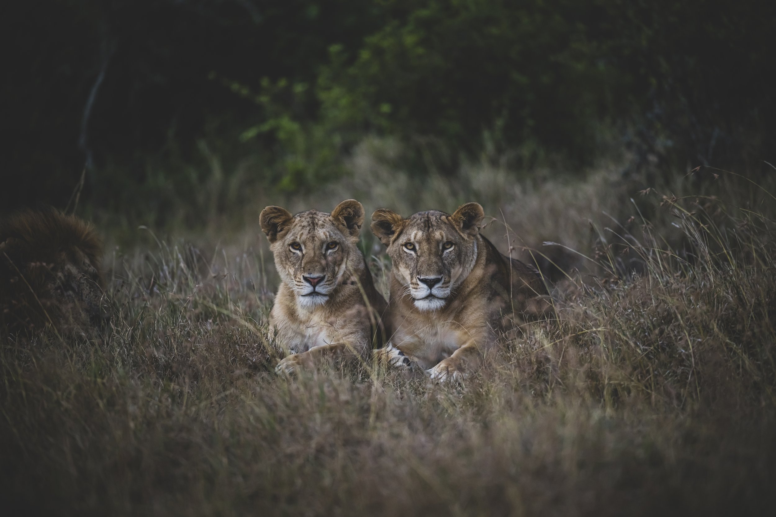 robert.waelter_kenya_wildphoto.guide-85.jpg