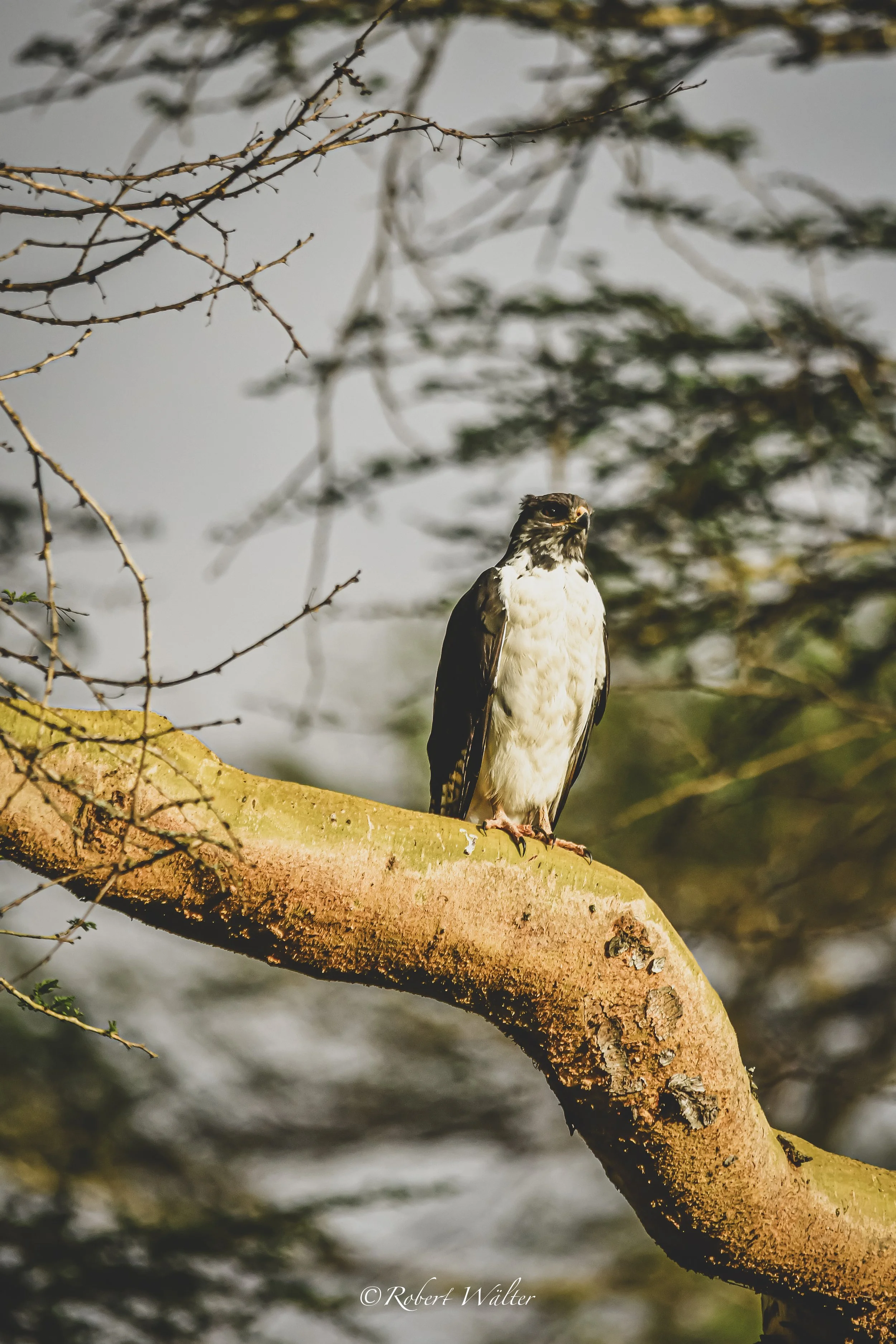 Ein Seeadler sitzt auf einem Baumstamm und blickt in die Ferne.