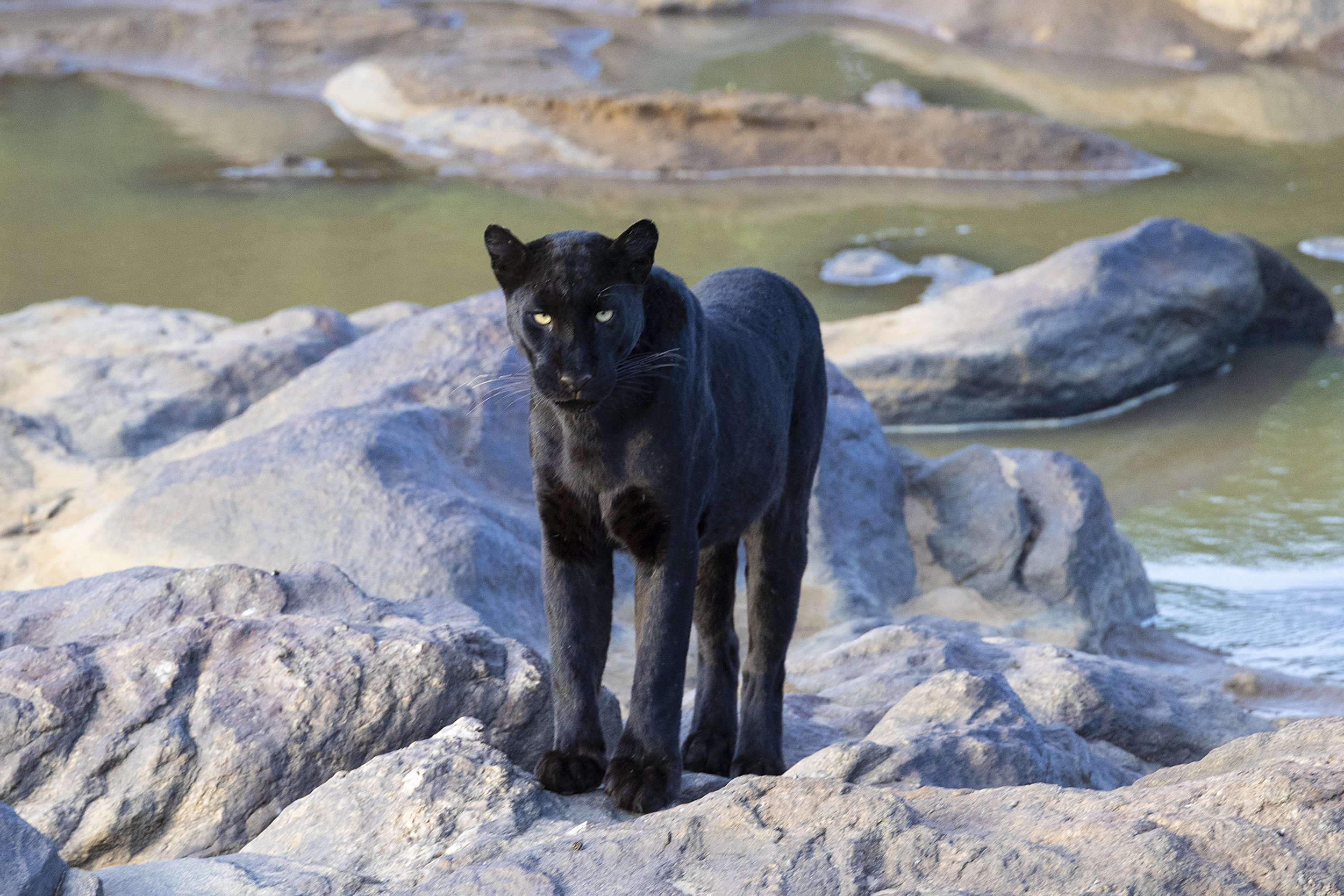 Giza in Laikipia, Schwarzer Leopard, Kenia.