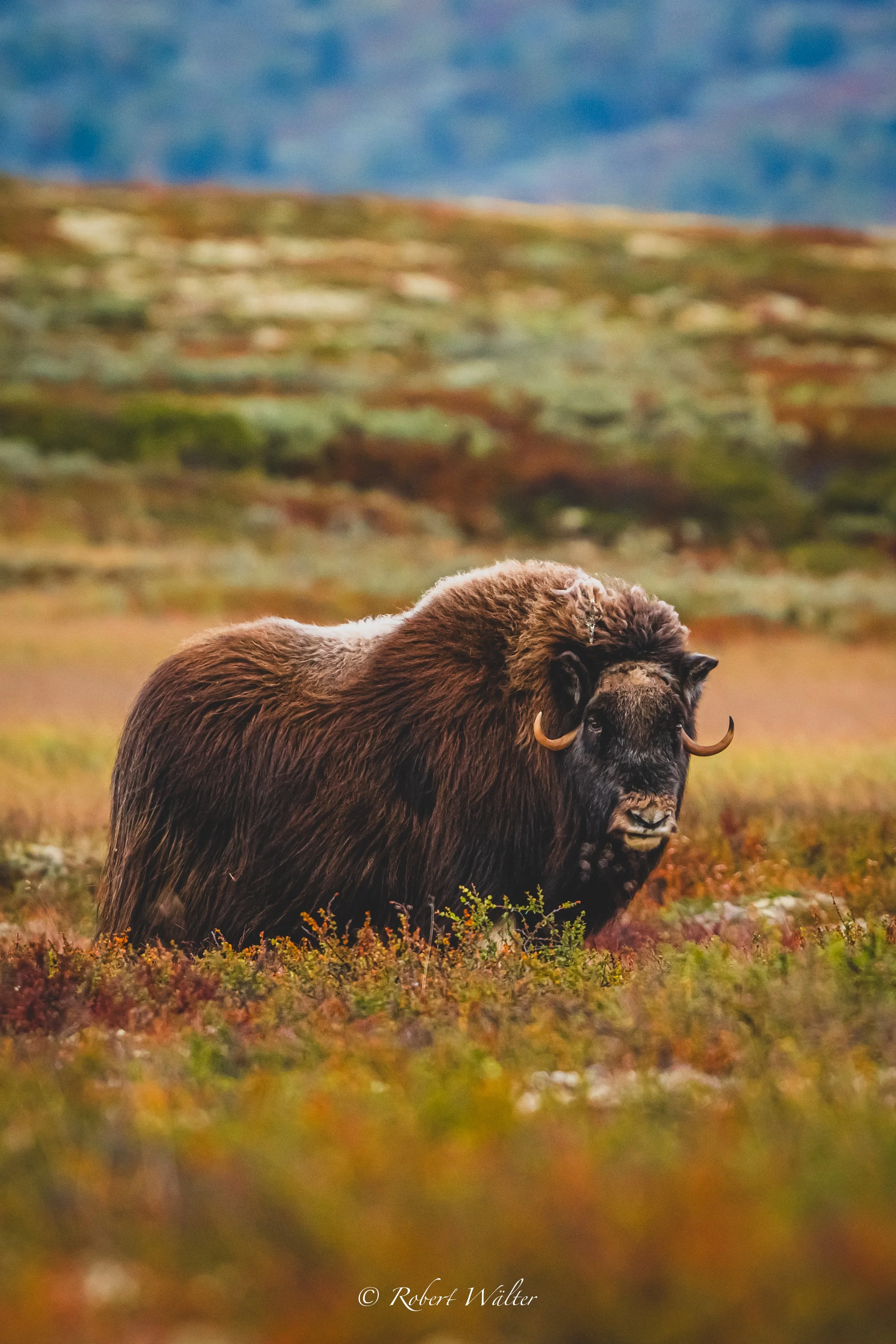 Ein Moschussochsen in einer offenen, moosbedeckten Landschaft mit bunten Gräsern, Berge im Hintergrund