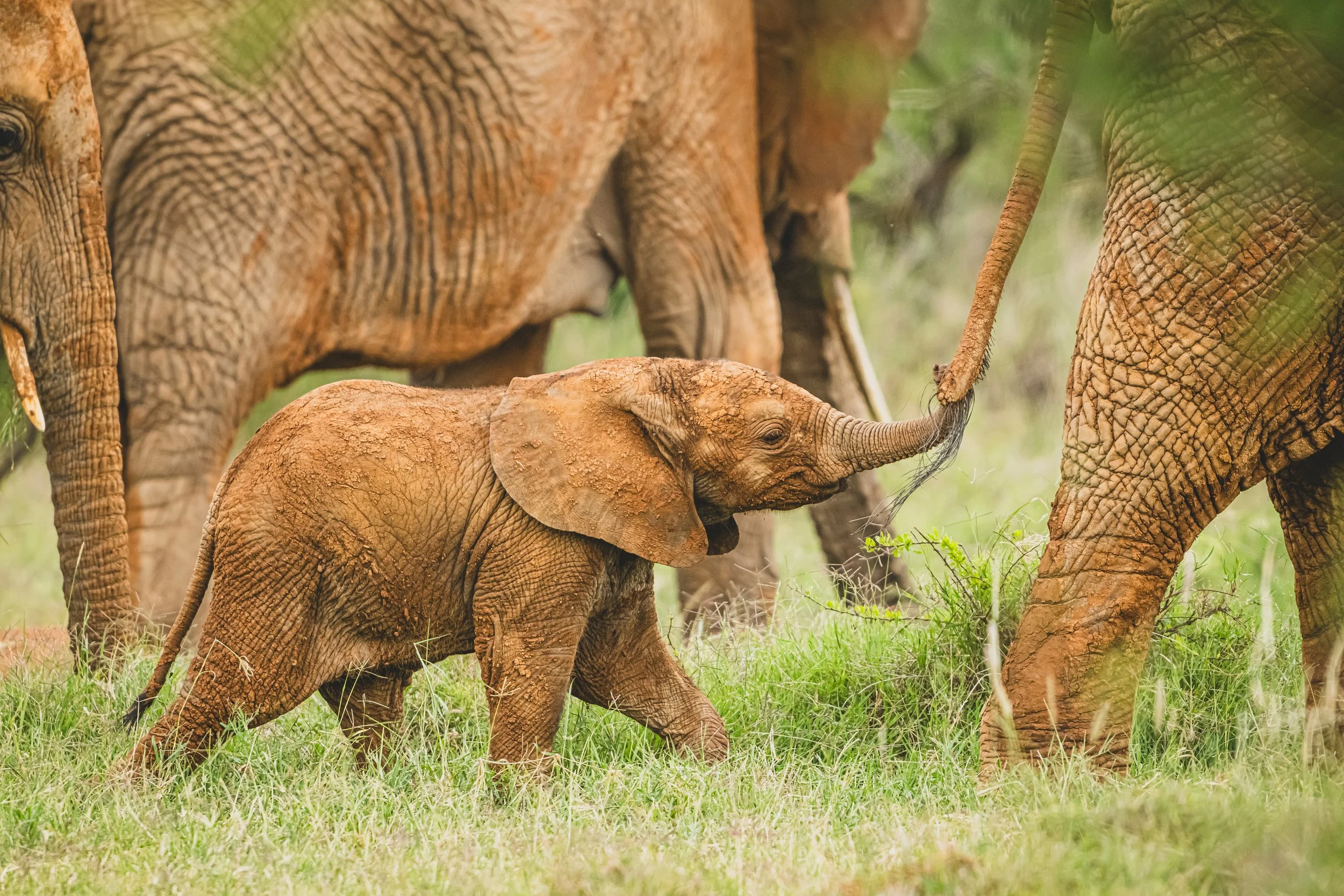 Kleiner Elefant, hält sich am Schwanz der Mutter fest 