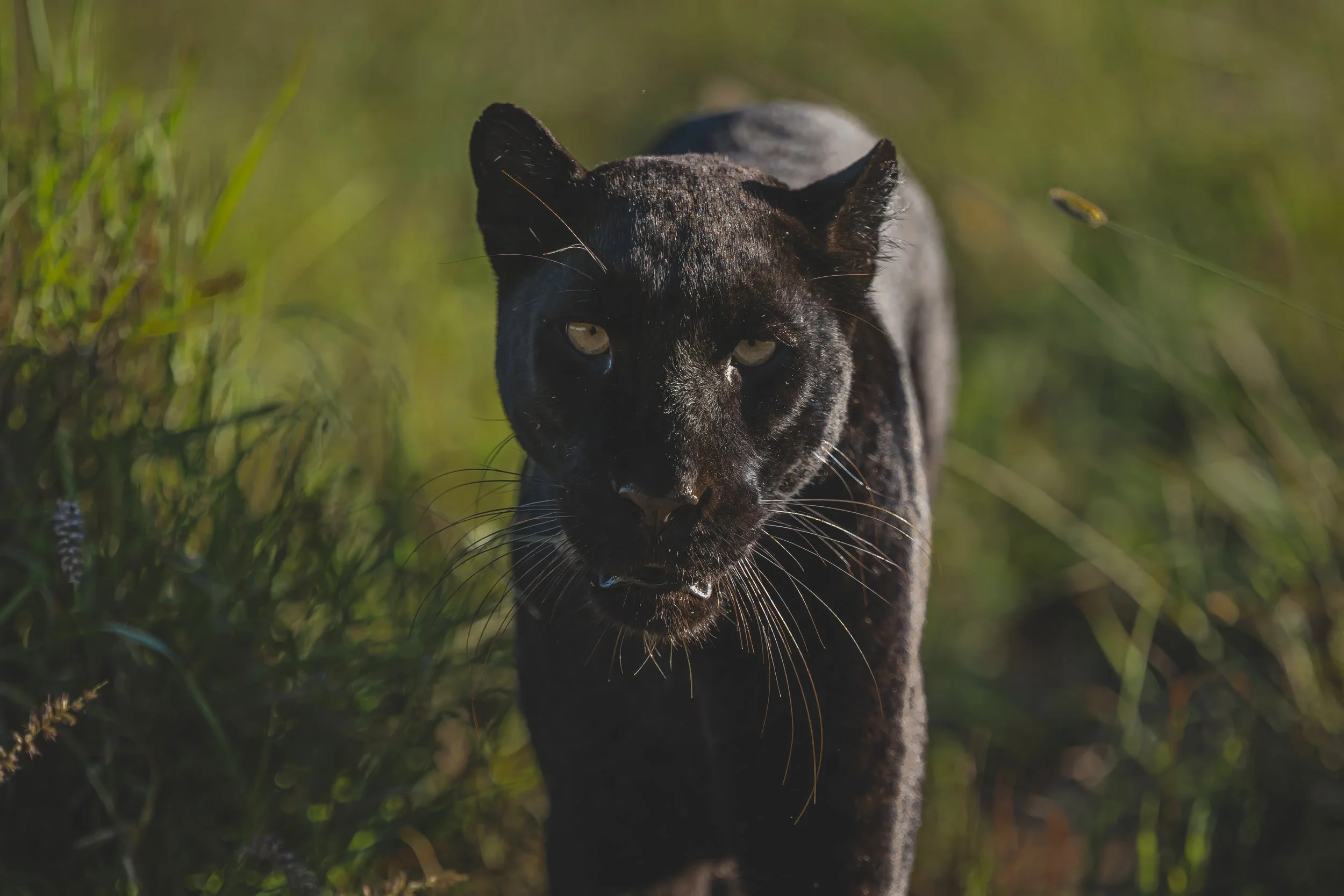Nahaufnahme einer schwarzen Pantherkatze im Gras, mit fokussiertem Blick nach vorne.