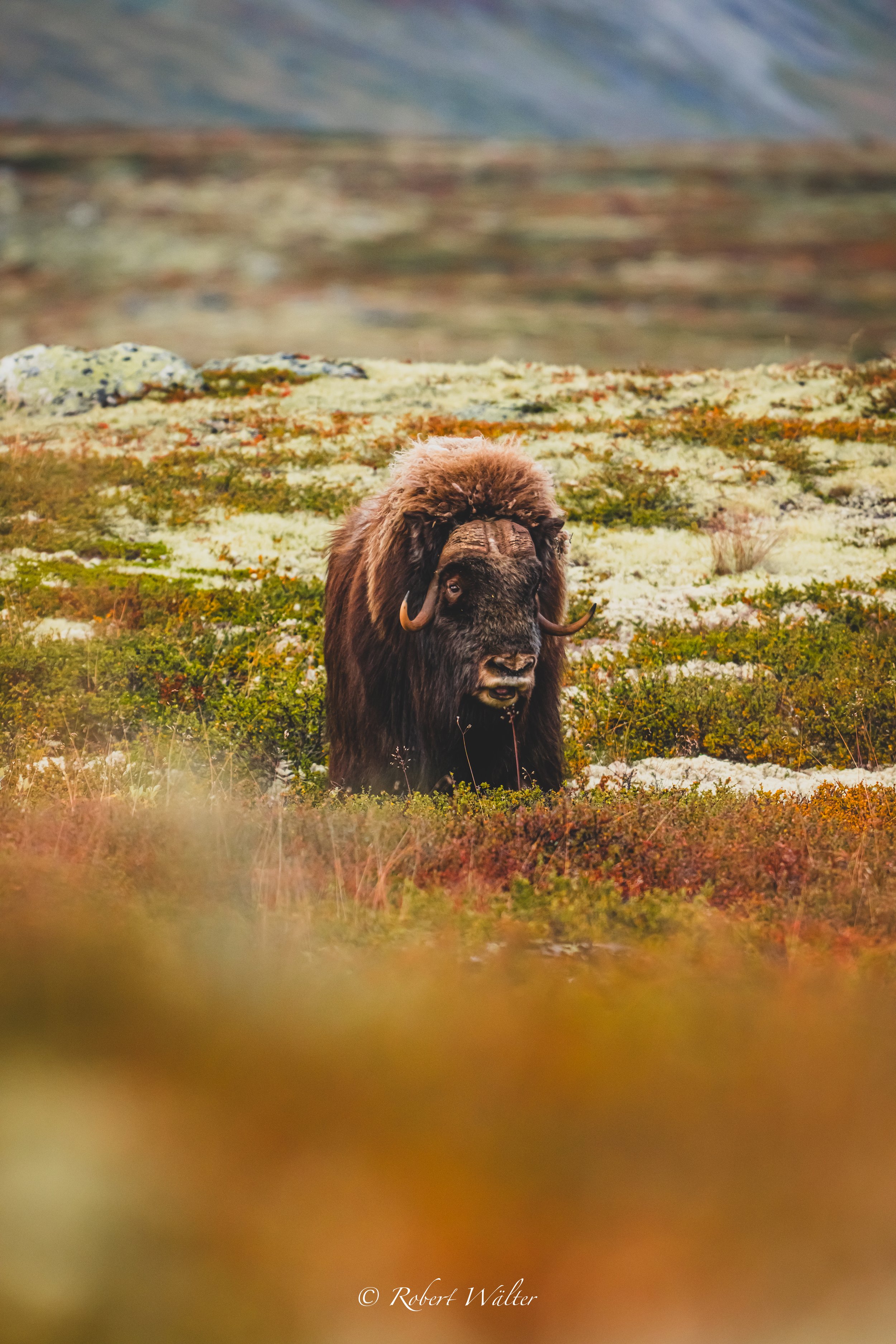 Ein Moschussochsen in einer wilden, bewachsenen Landschaft im hohen Norden.