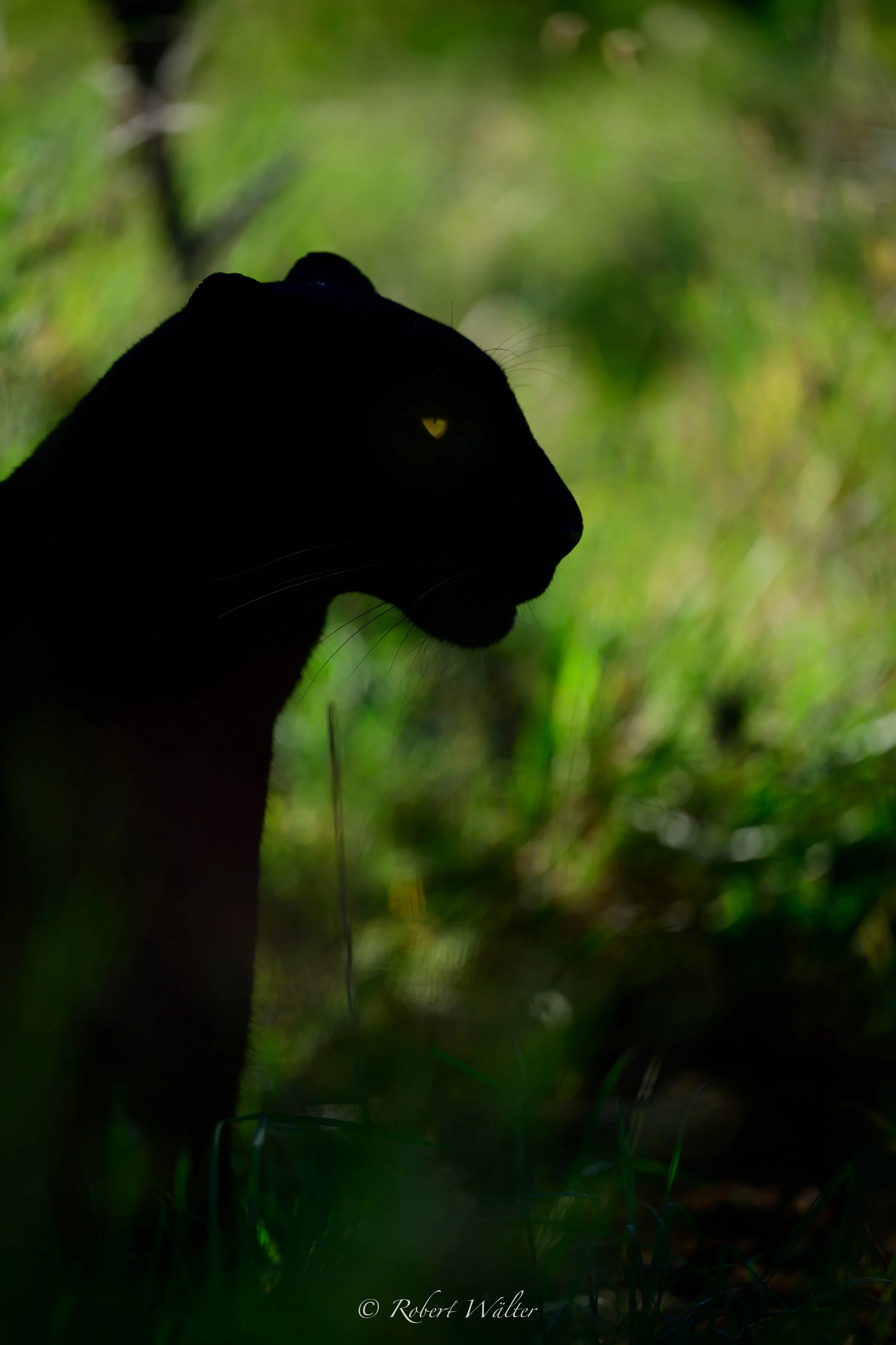 Giza in Laikipia, Schwarzer Leopard, Kenia.