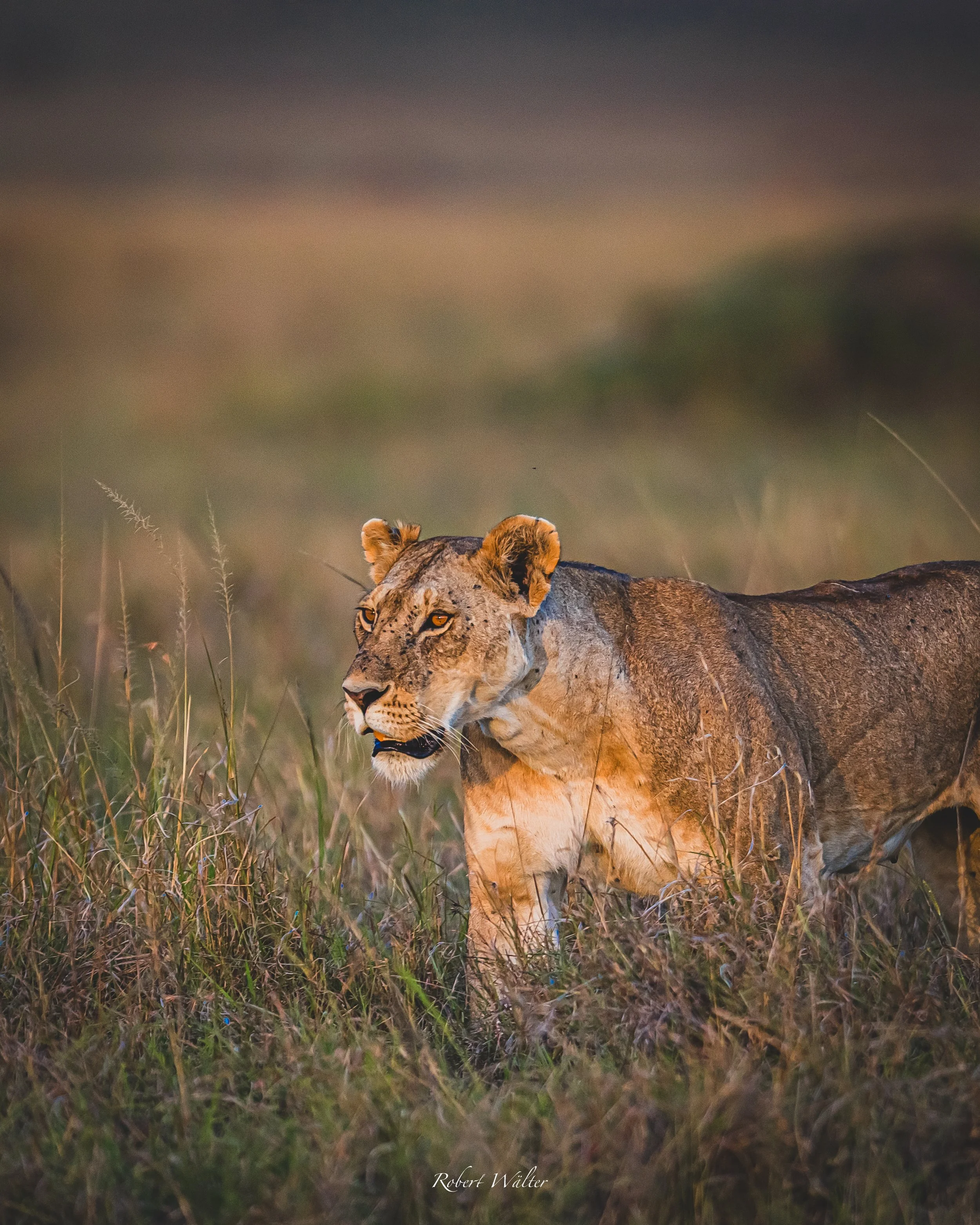 Kenia-20.jpg
