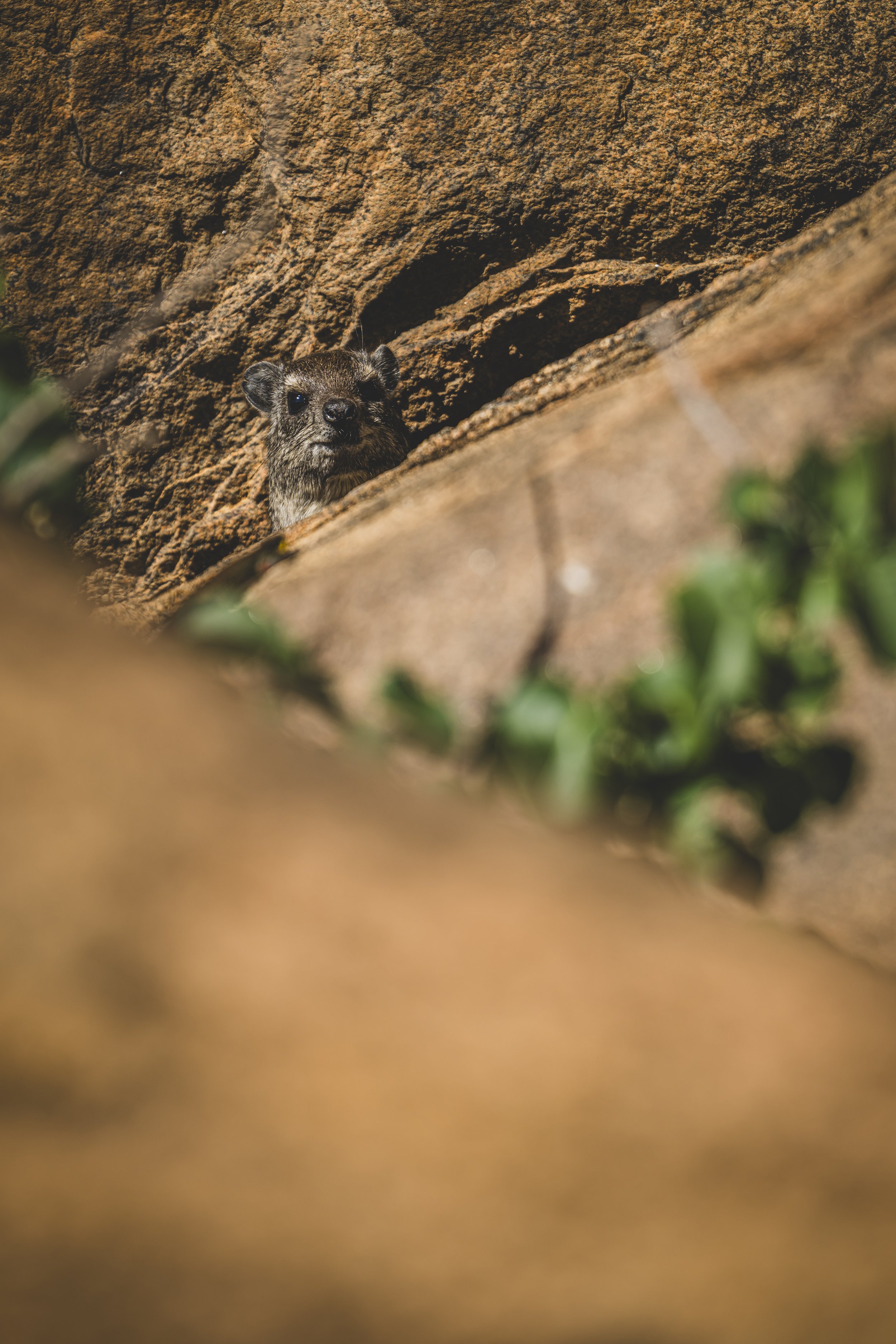 robert.waelter_kenya_wildphoto.guide-70.jpg