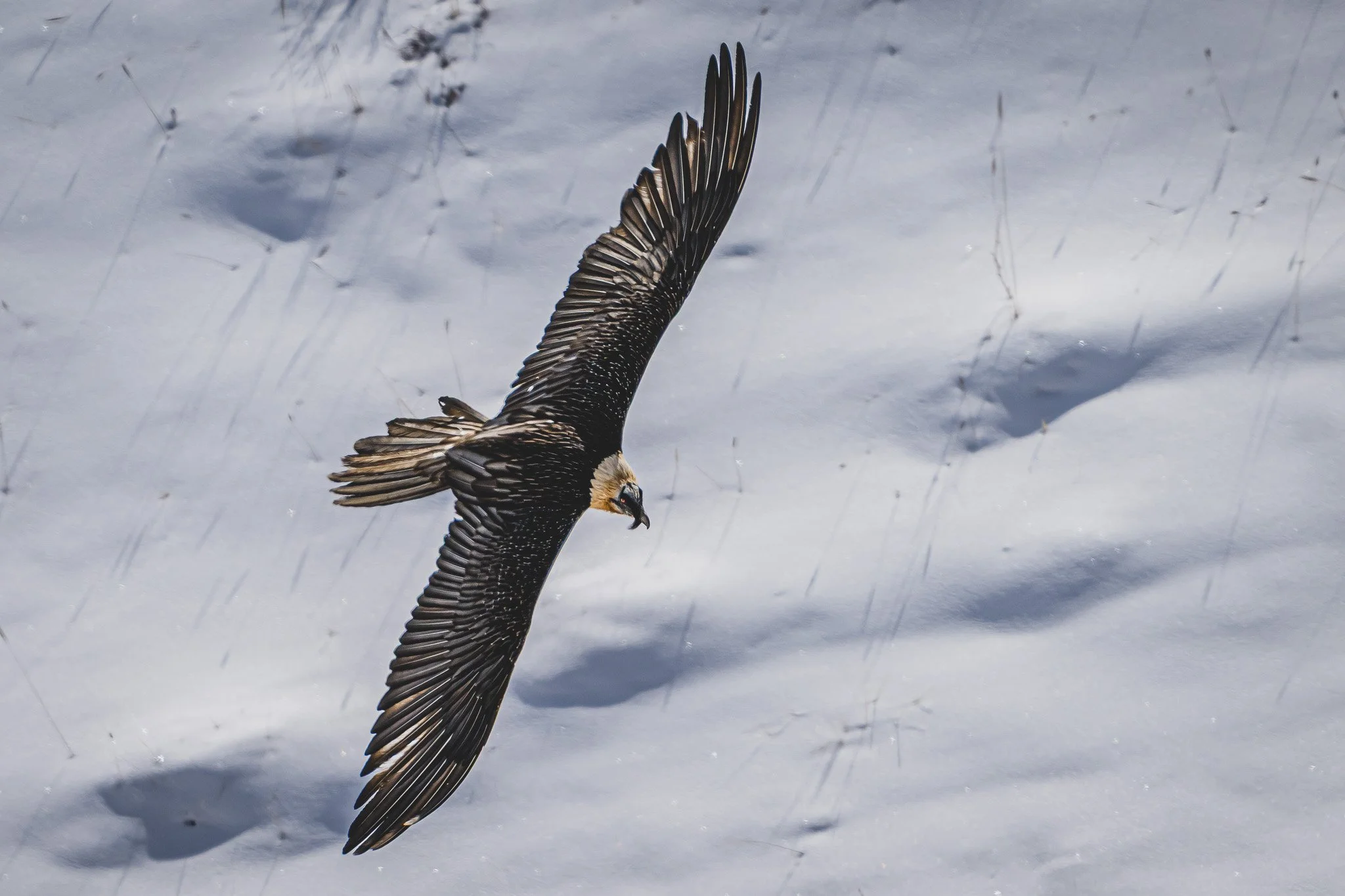 Ein Lämmergeier fliegt über schneebedecktes Gelände mit Schatten auf dem Schnee.