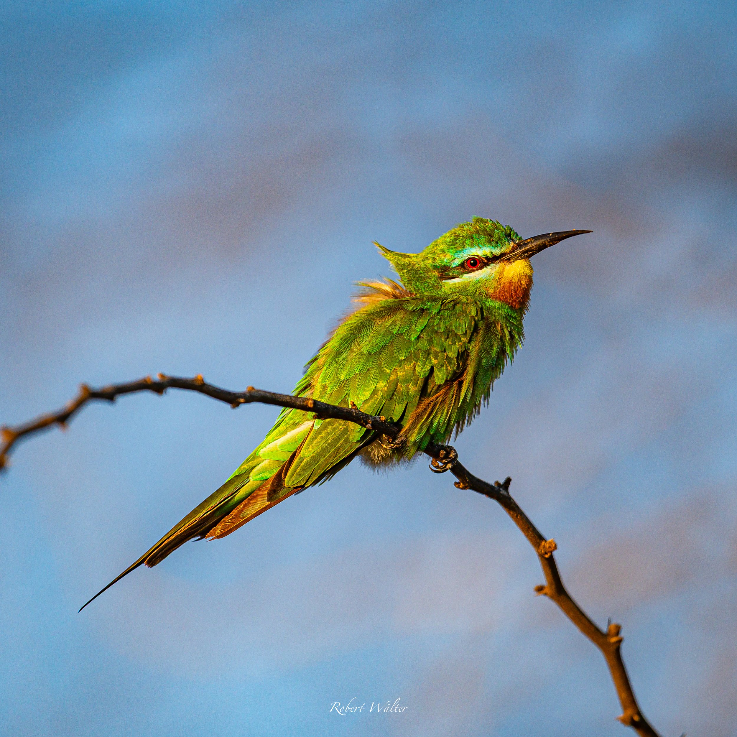 Kenia-08.jpg