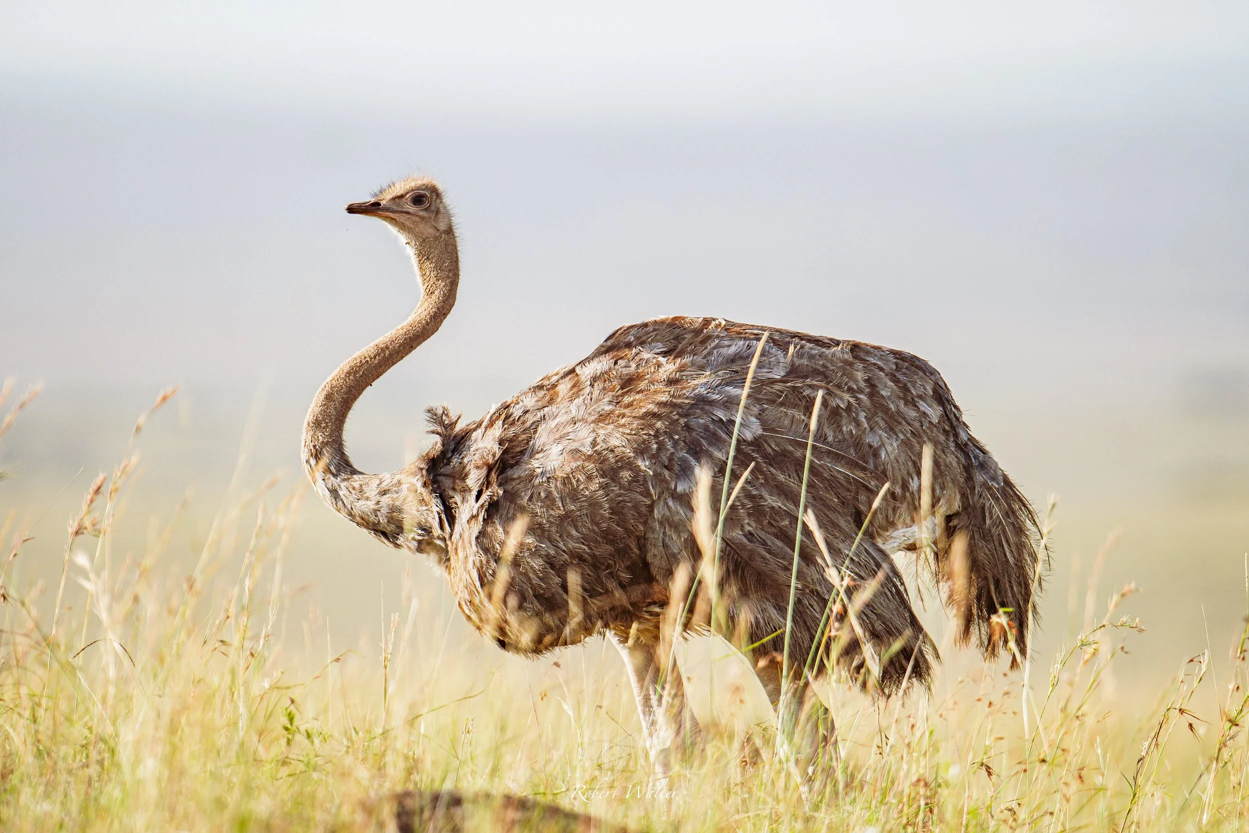 Kenia-27.jpg