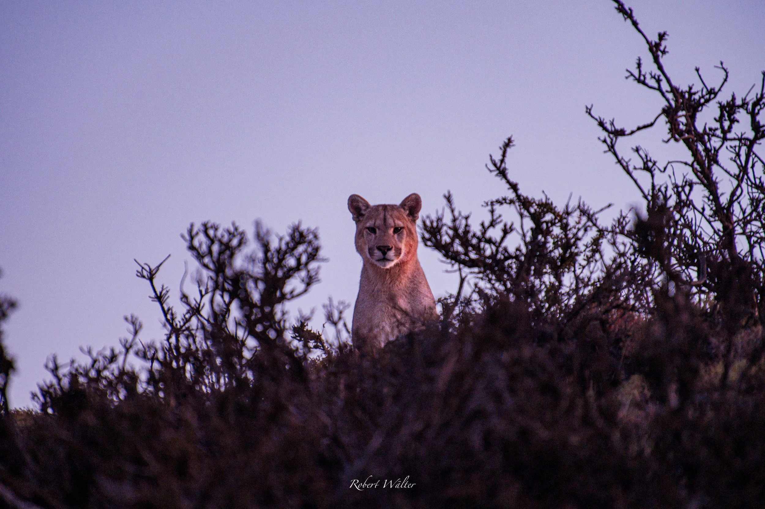 Patagonien-15.jpg