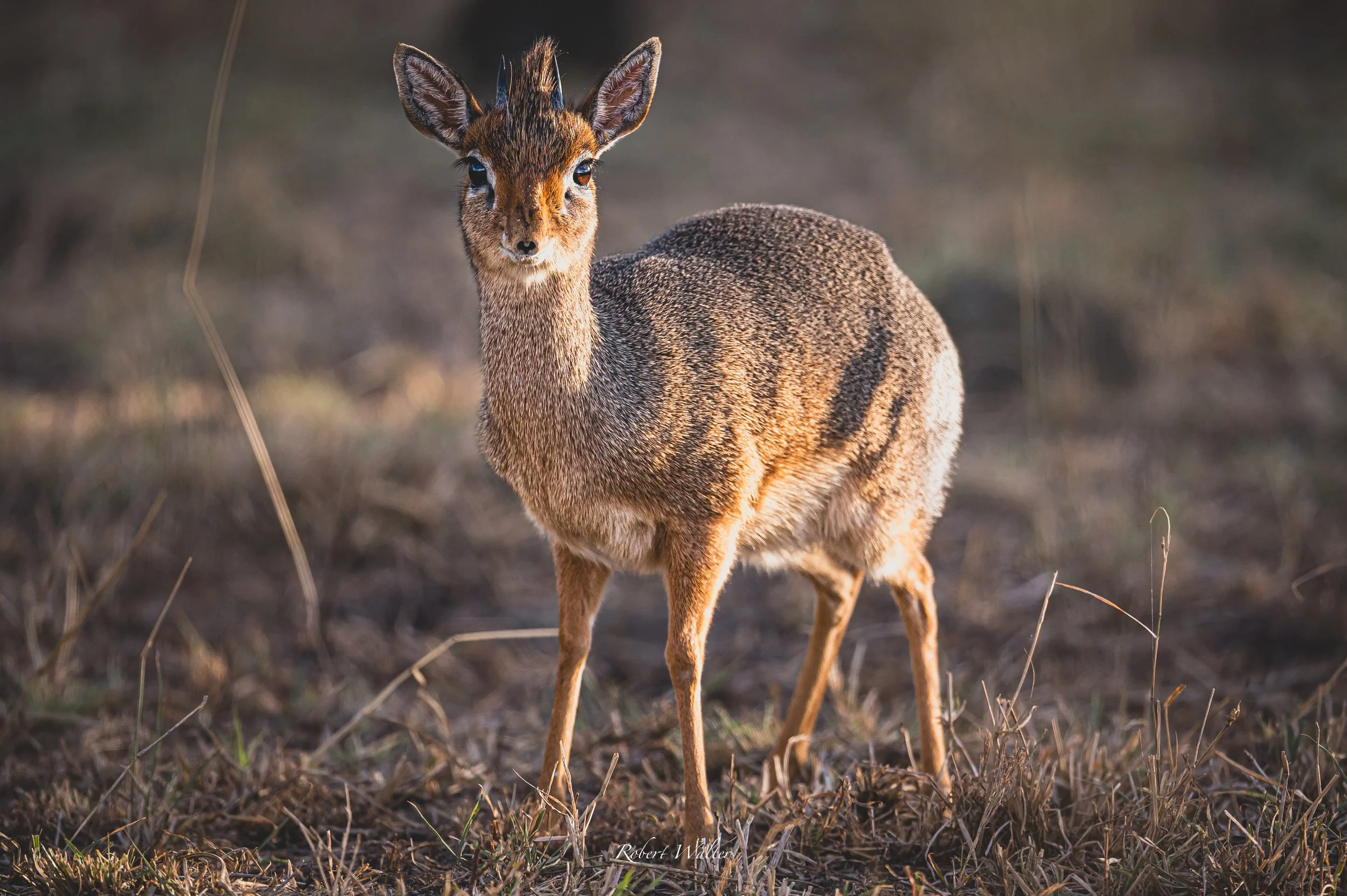 Kenia-04.jpg