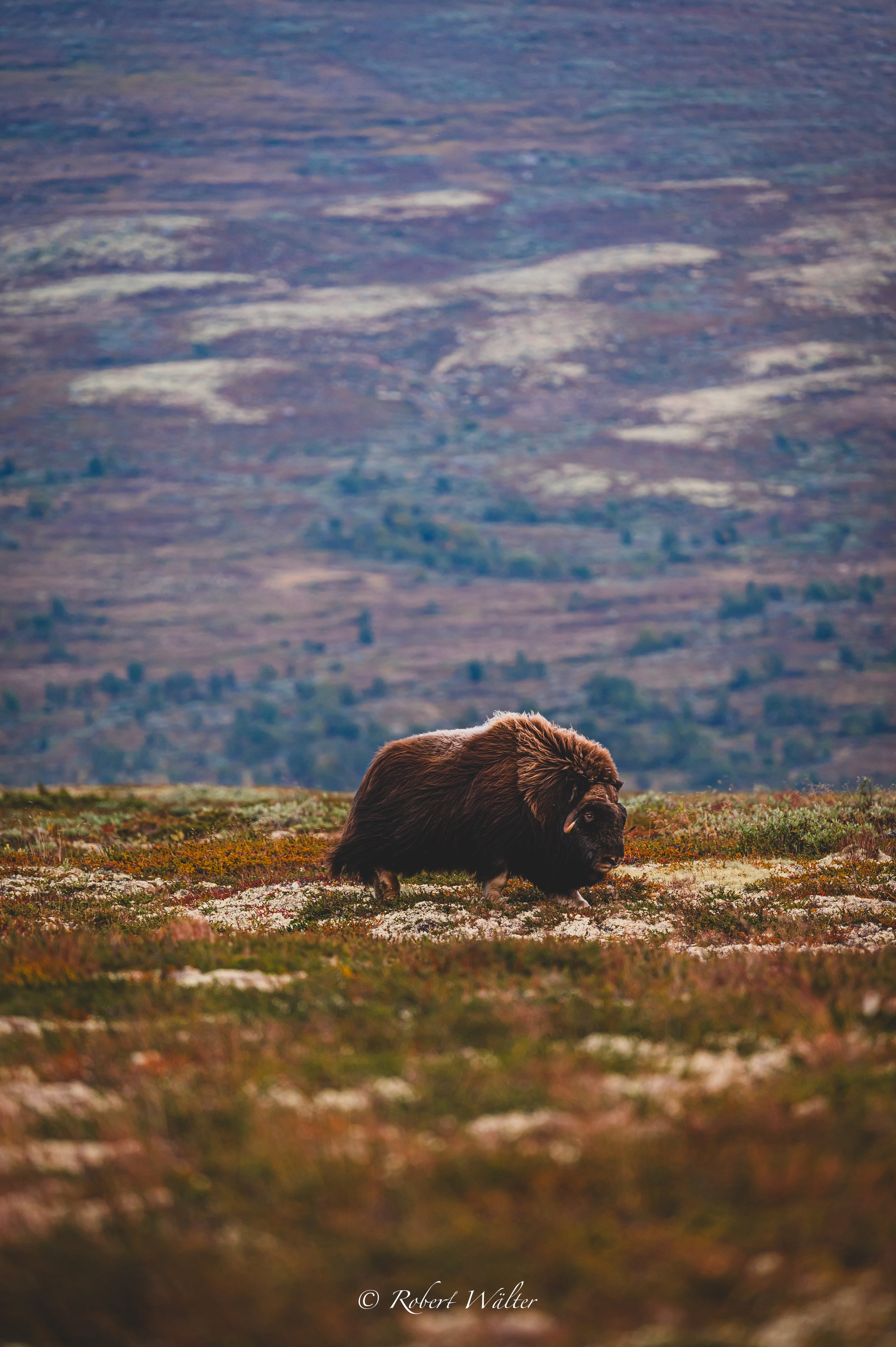 Ein Moschussochsen wandert durch eine offene, bergige Landschaft mit natürlichen Pflanzen im Vordergrund.