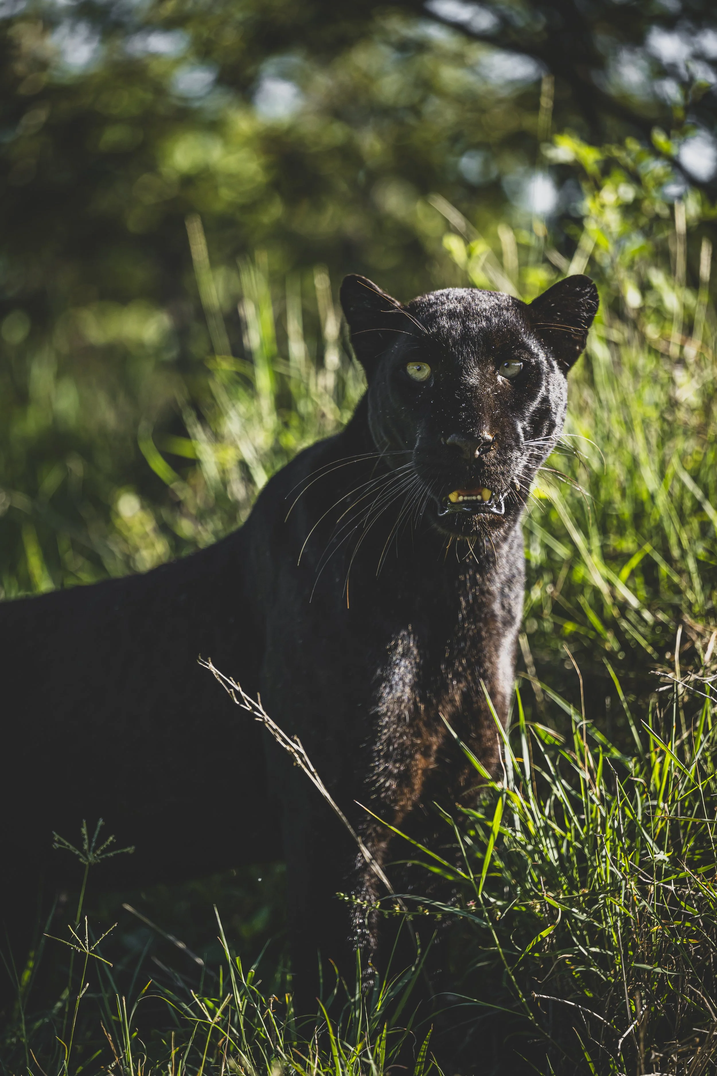 robert.waelter_kenya_wildphoto.guide-17.jpg