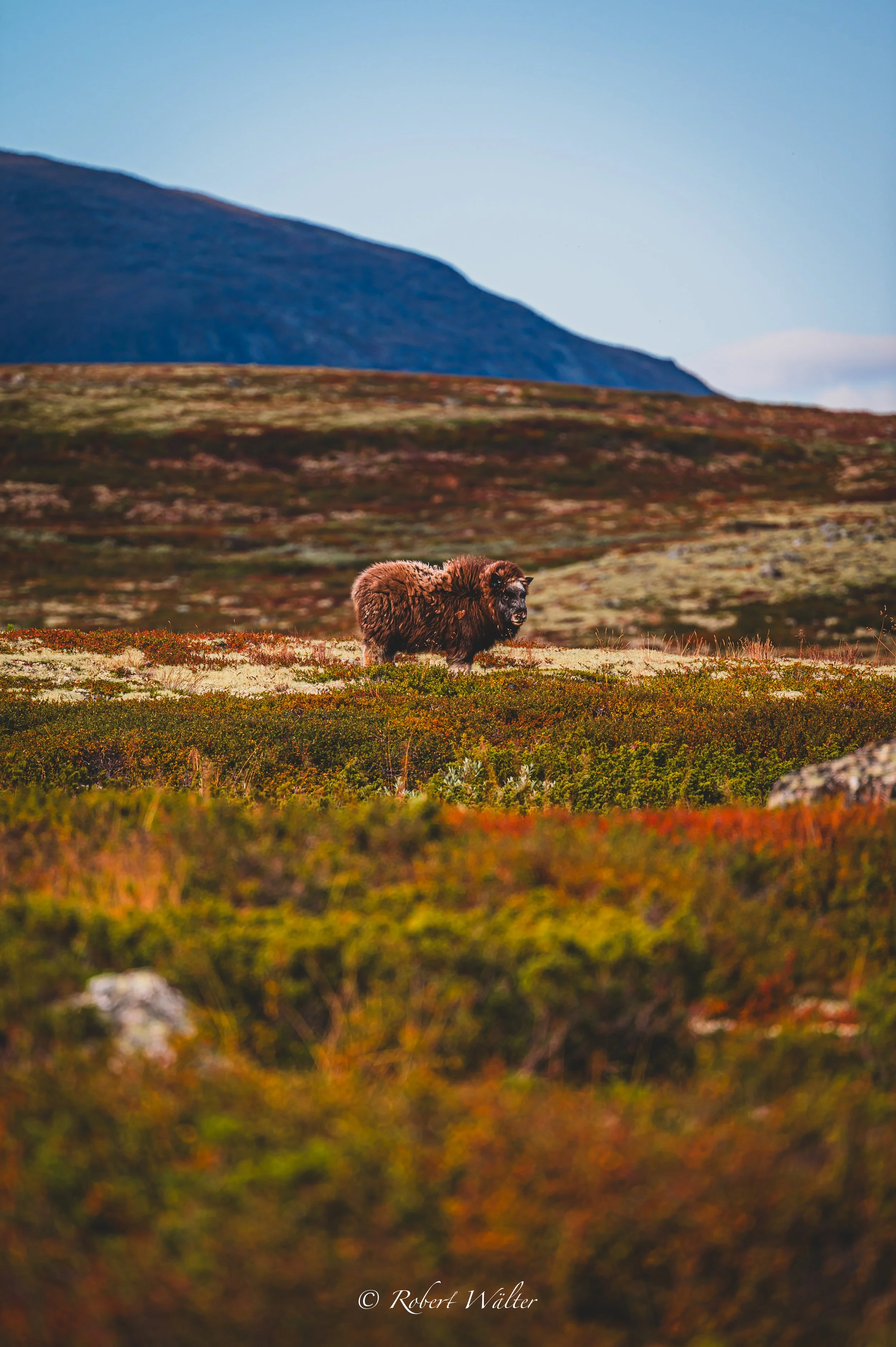 Ein Moschussochsen in einer offenen, bergigen Landschaft mit Gräsern und Heide, im Hintergrund Berge unter blauem Himmel.