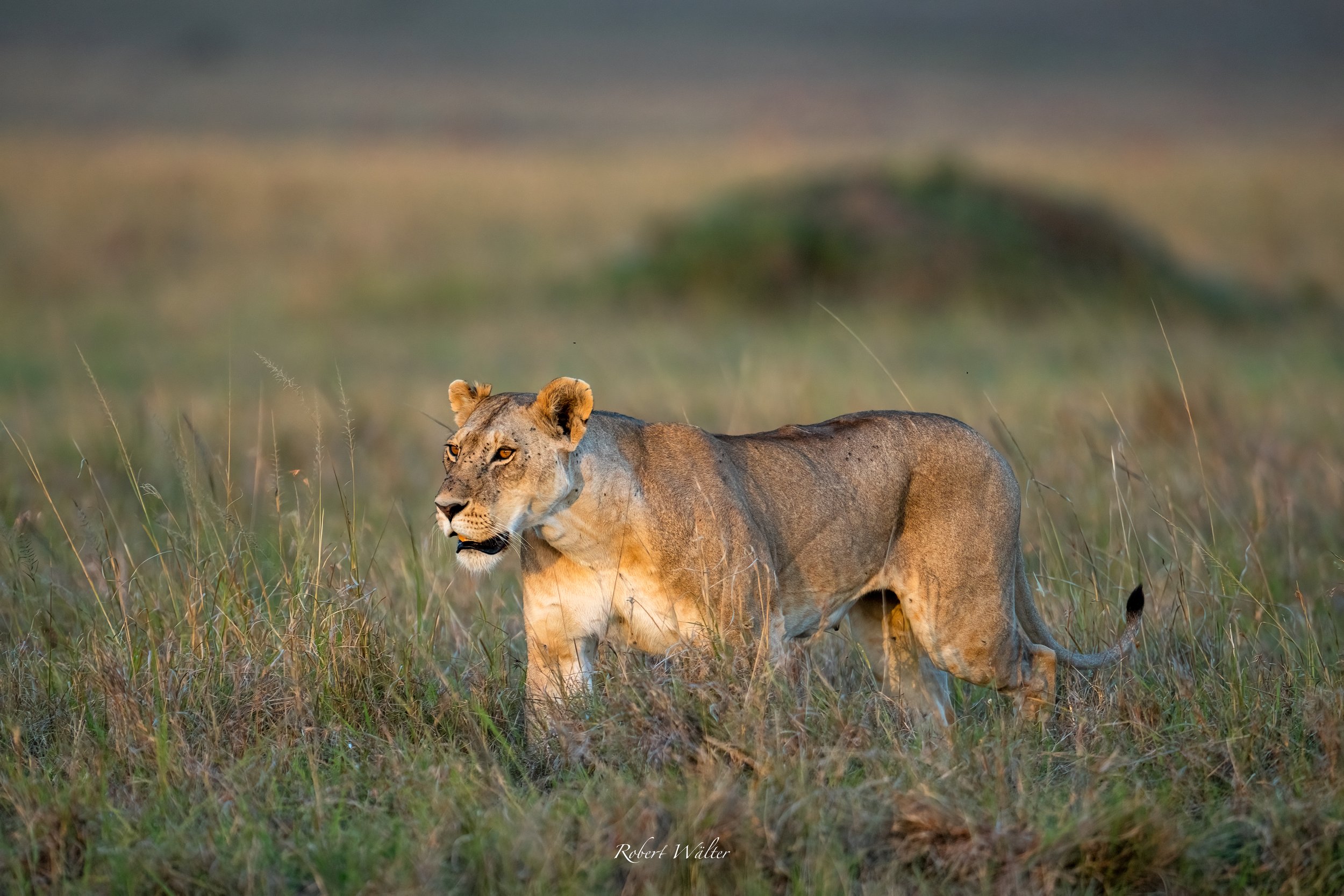 Löwin in der Savanne bei Sonnenaufgang, halbseitig sichtbar, grasbewachsene Landschaft im Hintergrund.