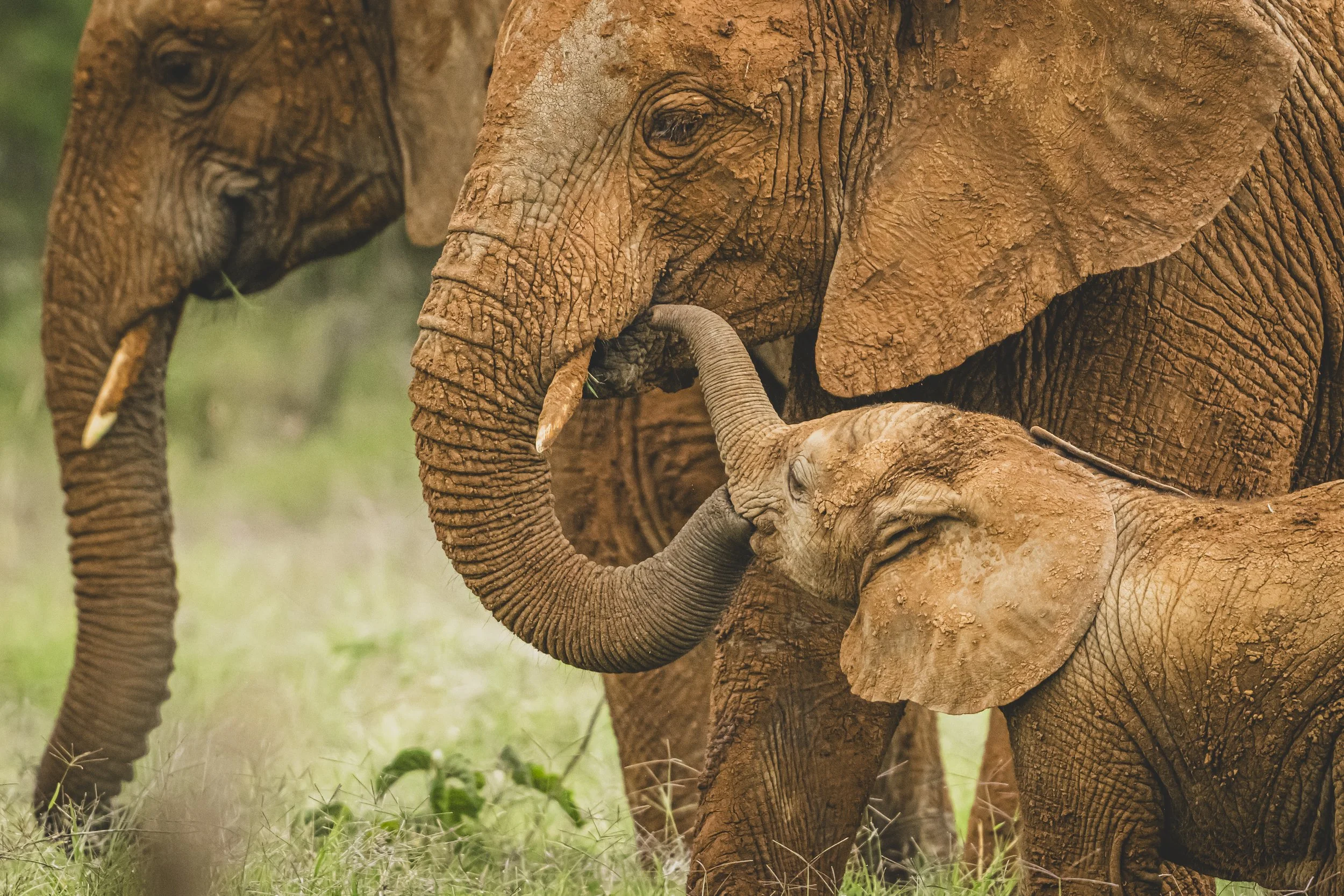 robert.waelter_kenya_wildphoto.guide-82.jpg