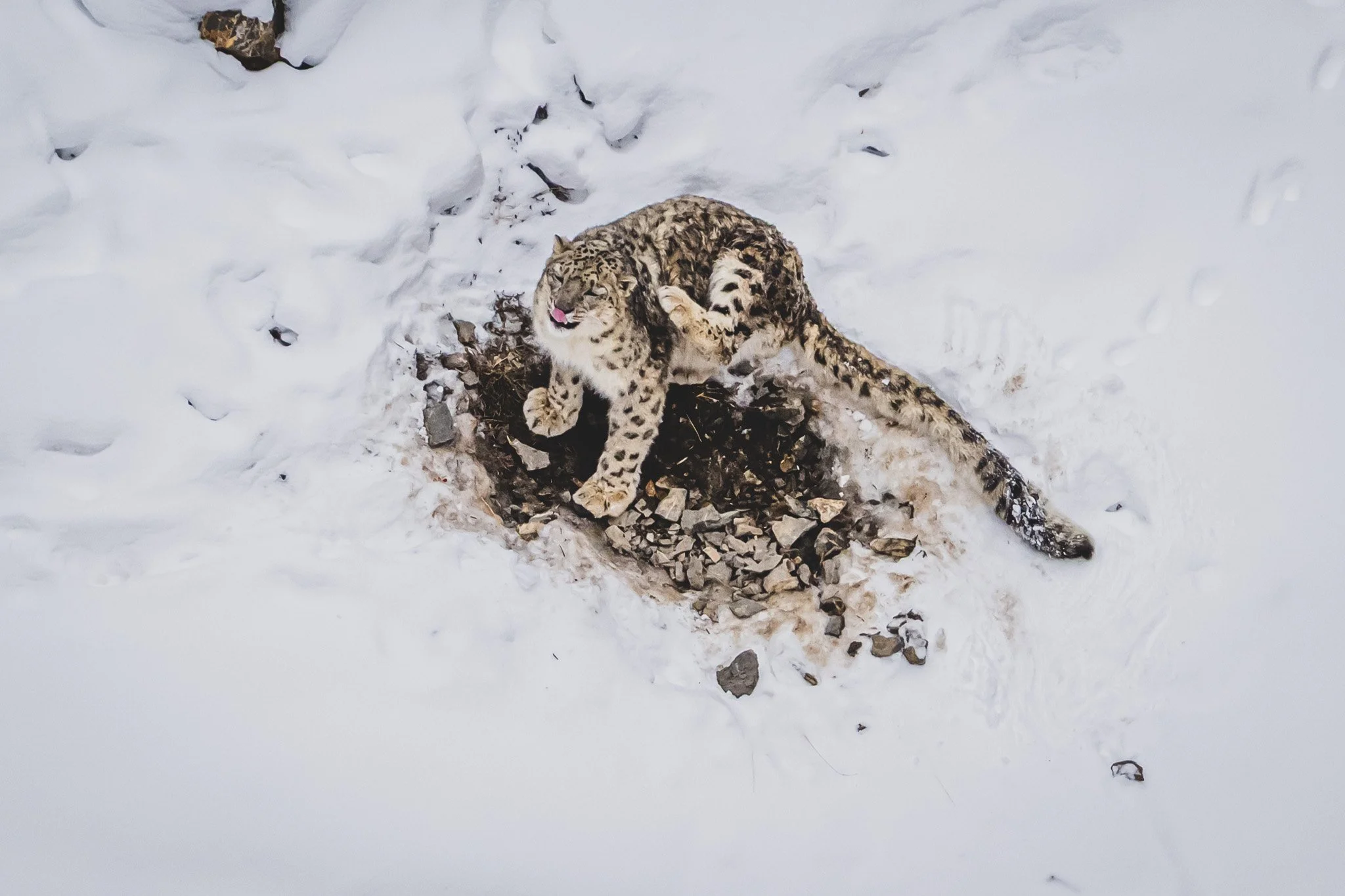 Ein Schneeleopard im Spiti Valley