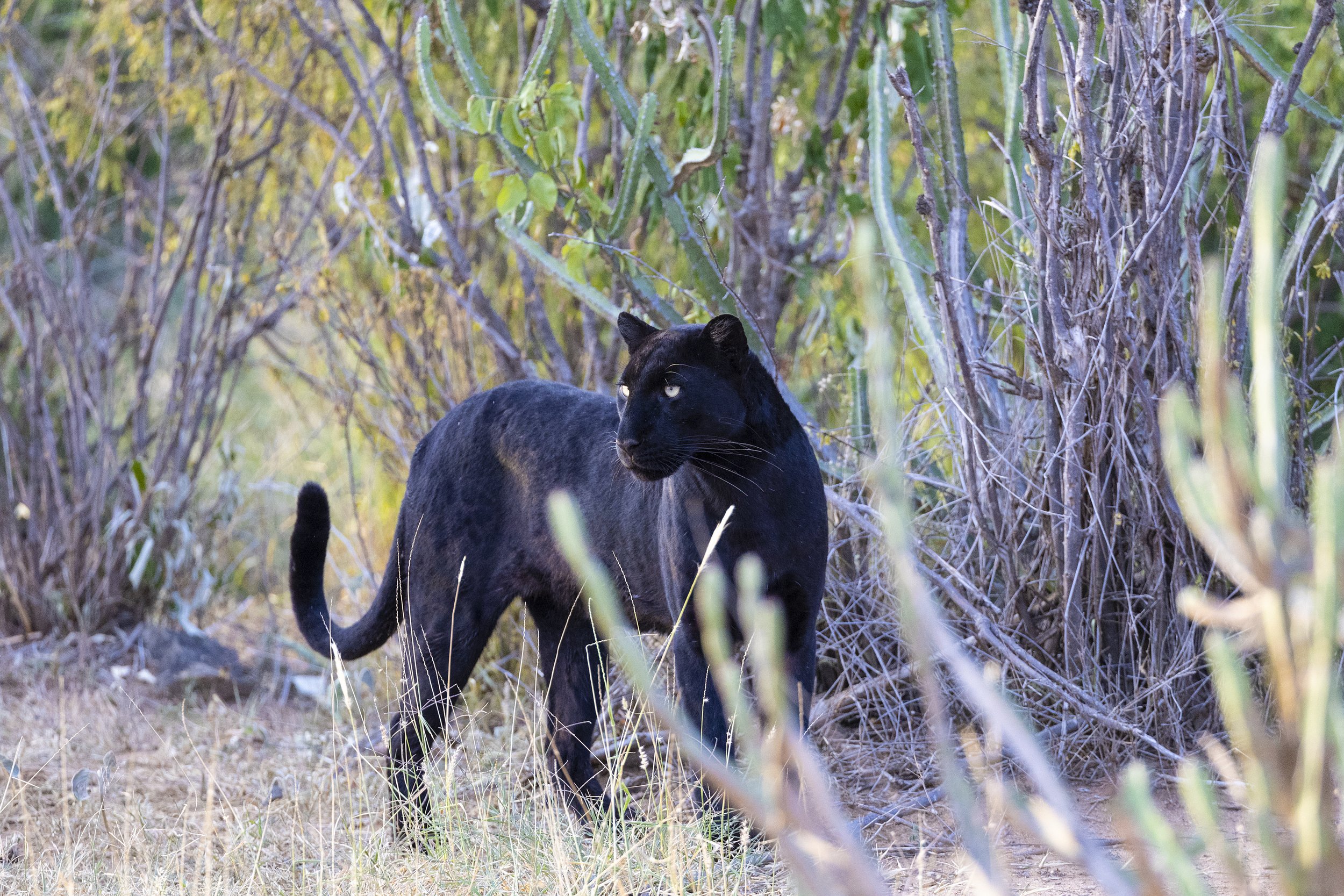 Giza in Laikipia, Schwarzer Leopard, Kenia.