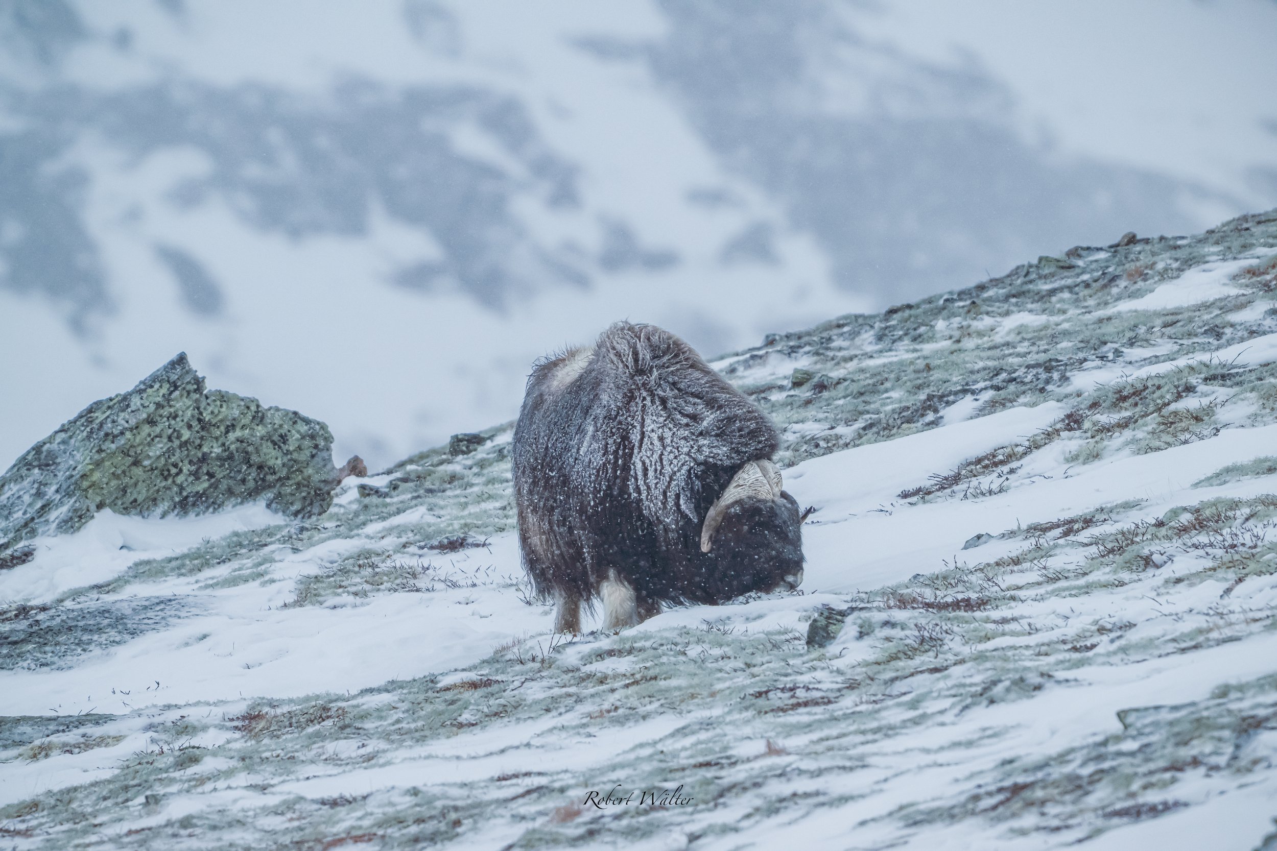 Moschusochse im verschneiten Gebirge, sich gegen den Wind duckend.