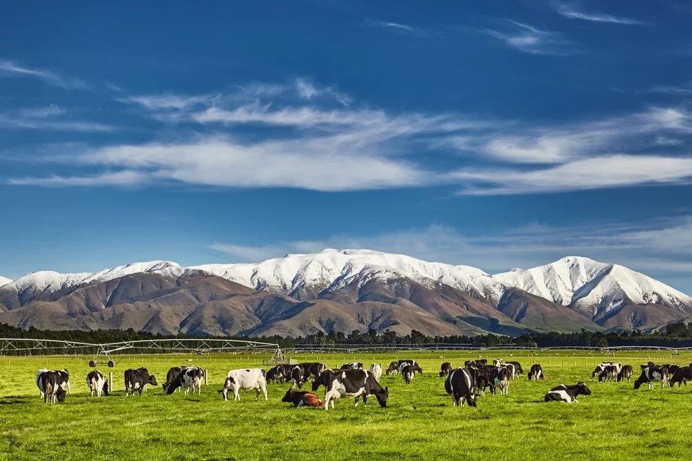 2025 in Review: What Kind of Year Was It For New Zealand Farming