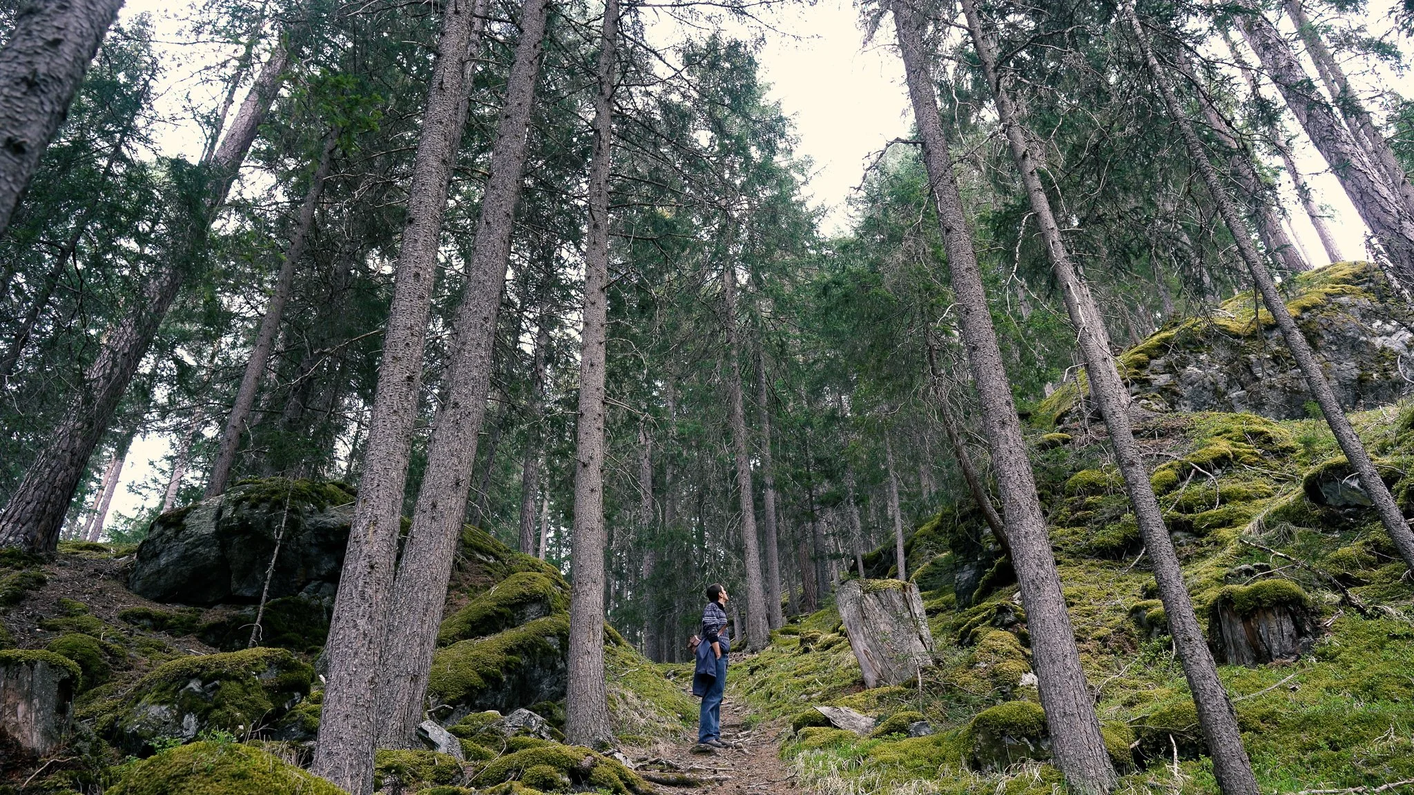 A person standing amidst tall pine trees on a moss-covered forest floor, looking up at the trees.