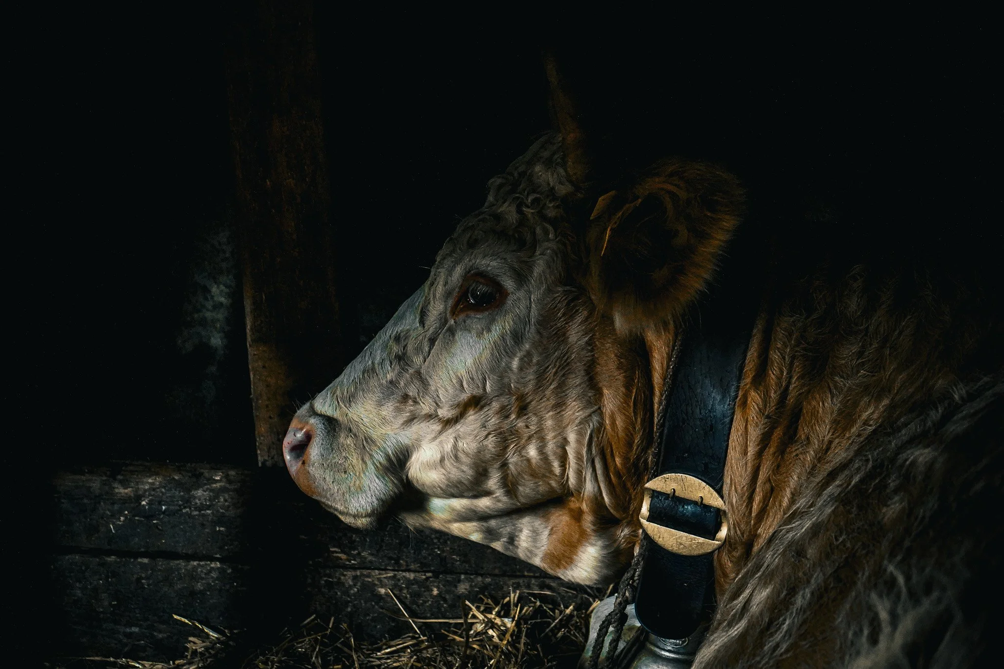 A horse with a gray face and brown body lying down in a dark stable, wearing a halter, with a background of dark wood and straw.