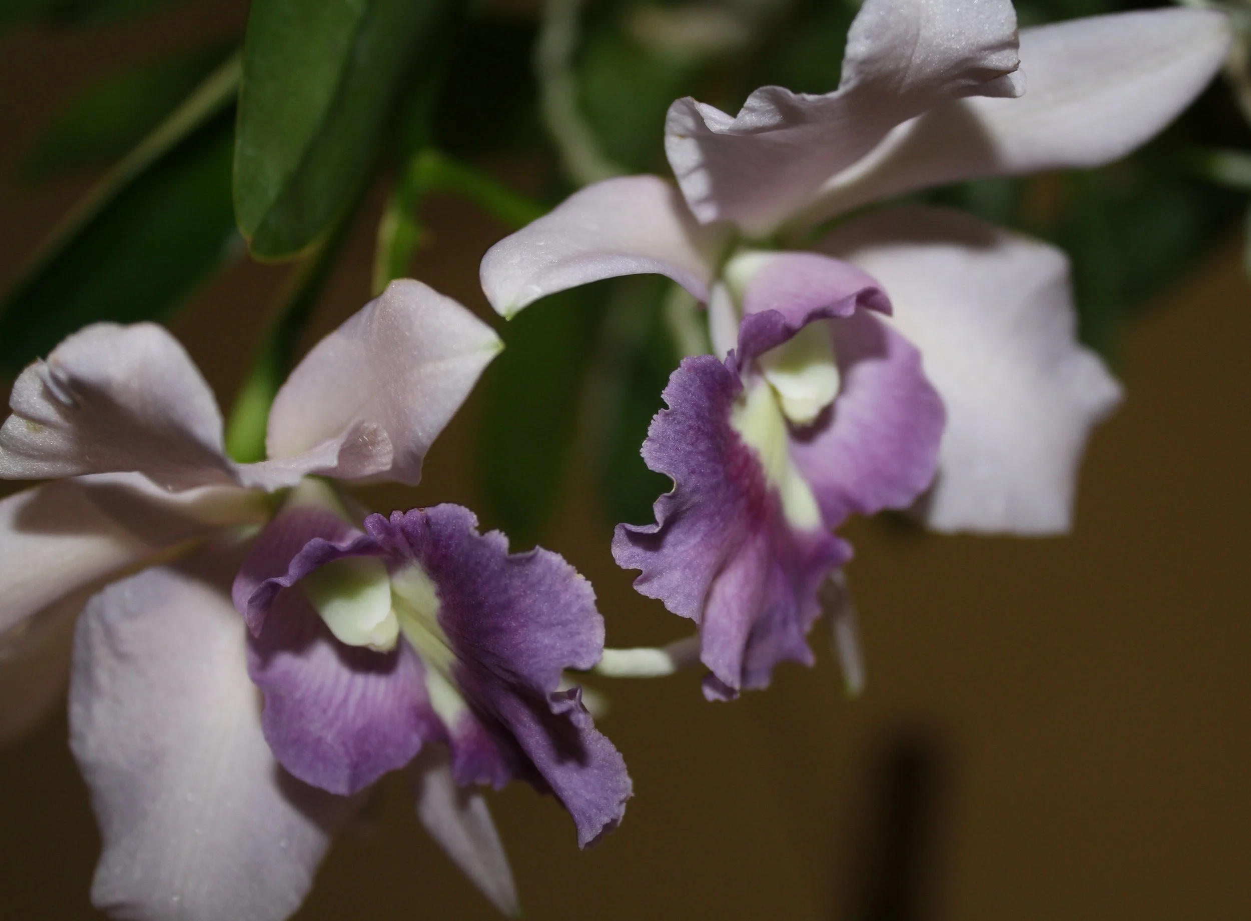 Lc. Final Blue hybrid "Royal Purple"
Second Place - Frank Tastinger