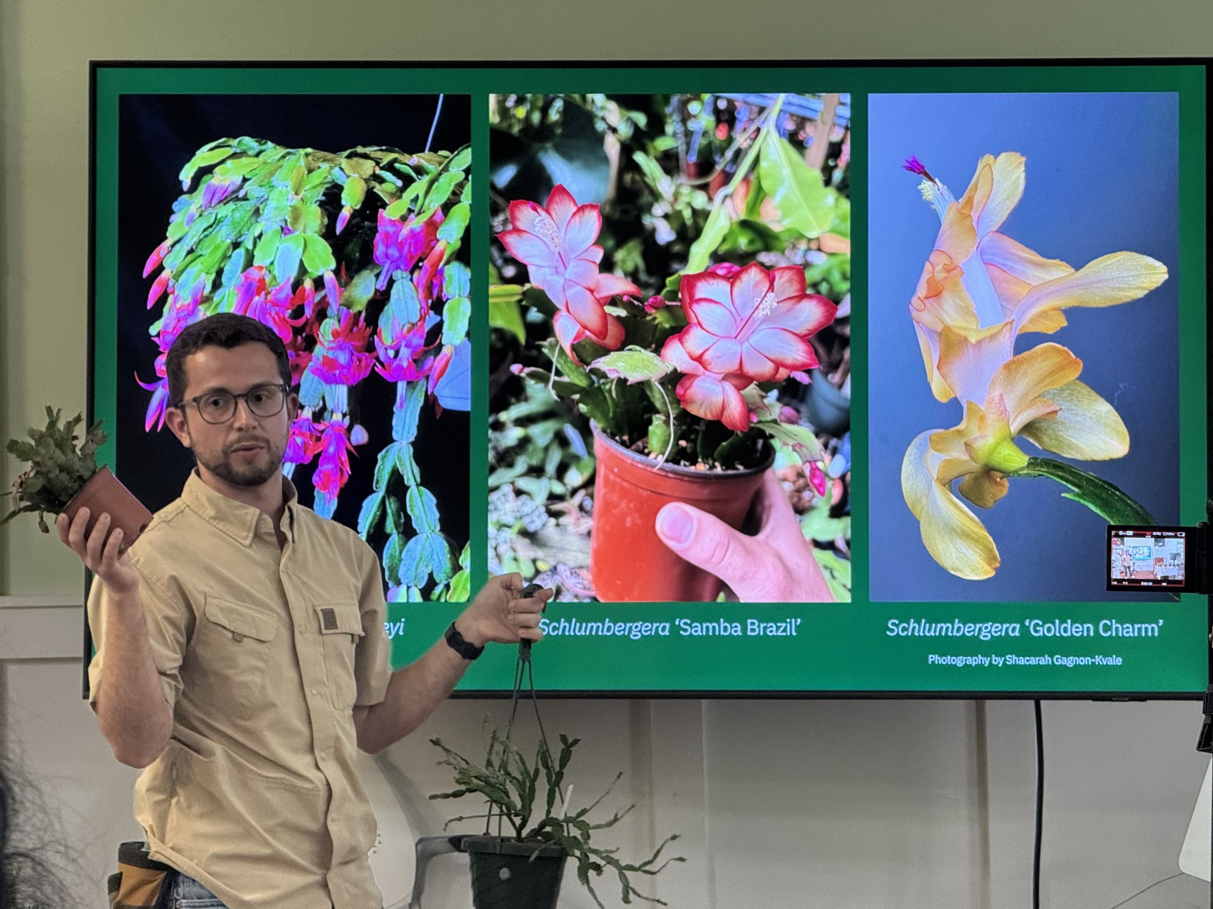 Horticulturist Palmer Crippen stands in front of a slide presenting 3 different schlumbergera hybrids while holding up 2 live plants